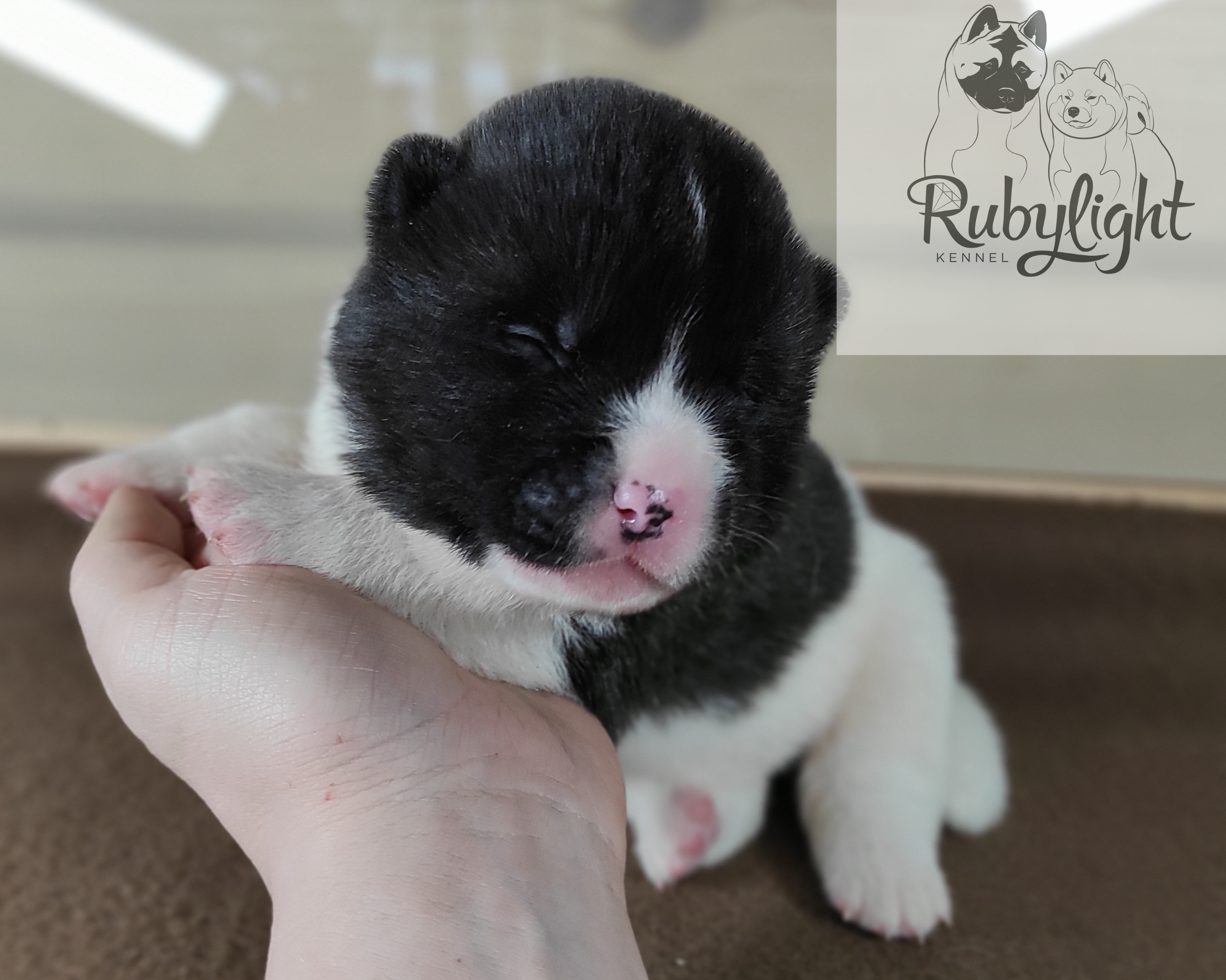 Помёт П Американская Акита Дата рождения 05.04.2022 Мама DANCING QUEEN Папа Dilinze's Hause Orion щенки Акита американская купить санкт-петербург