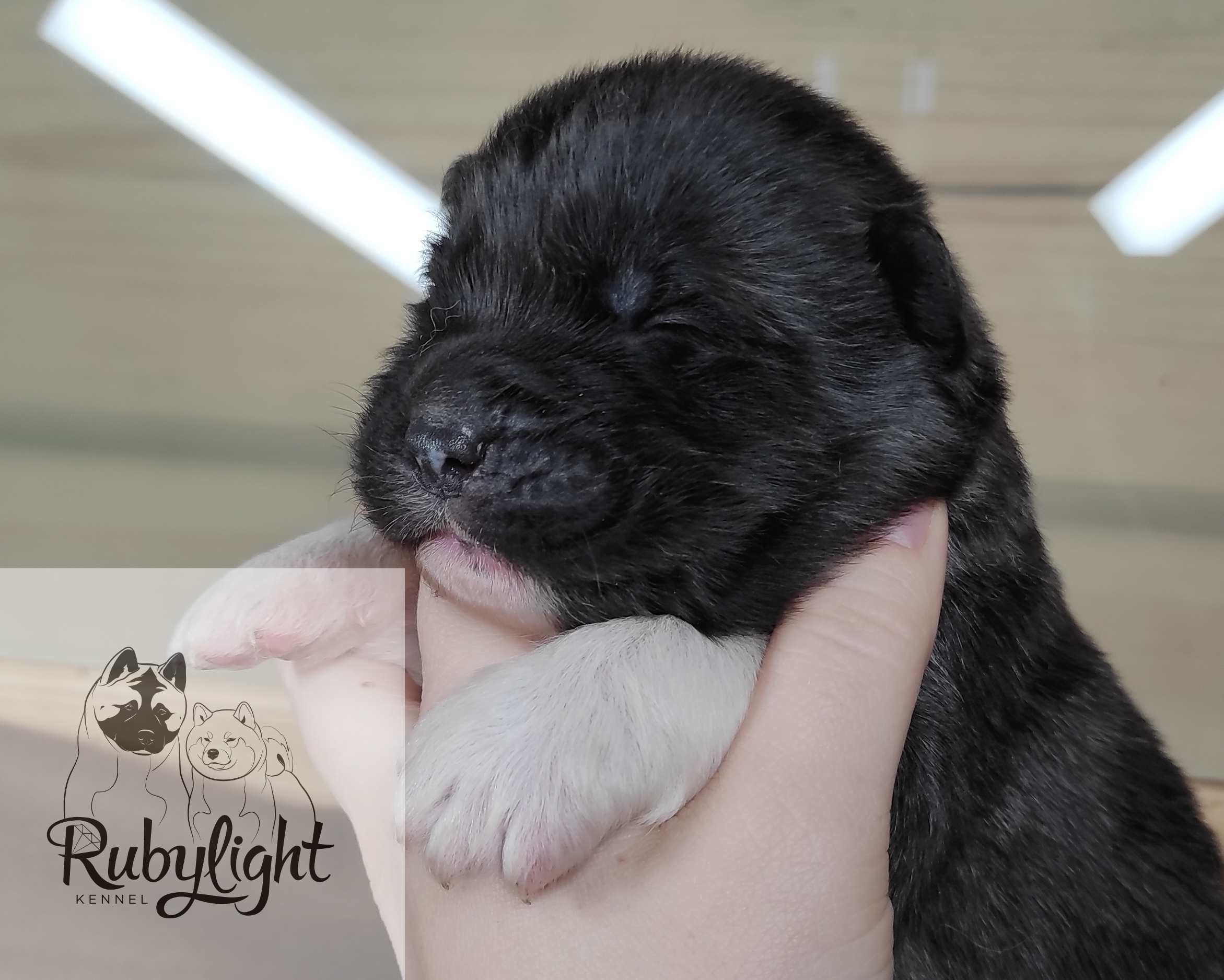 Помёт П Американская Акита Дата рождения 05.04.2022 Мама DANCING QUEEN Папа Dilinze's Hause Orion щенки Акита американская купить санкт-петербург