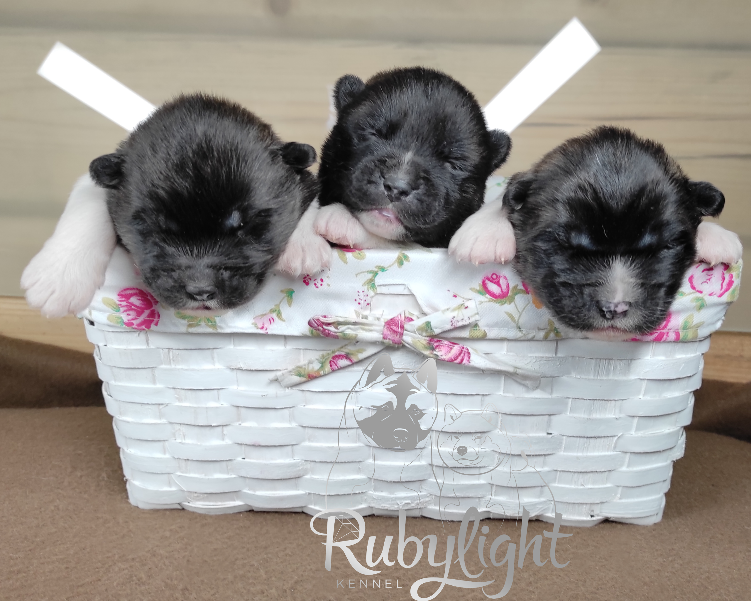 Помёт П Американская Акита Дата рождения 05.04.2022 Мама DANCING QUEEN Папа Dilinze's Hause Orion