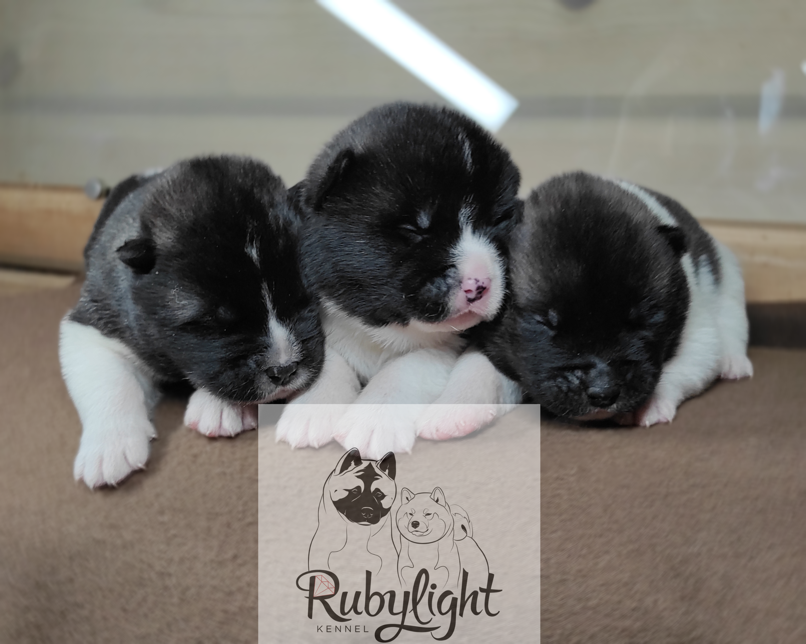 Помёт П Американская Акита Дата рождения 05.04.2022 Мама DANCING QUEEN Папа Dilinze's Hause Orion