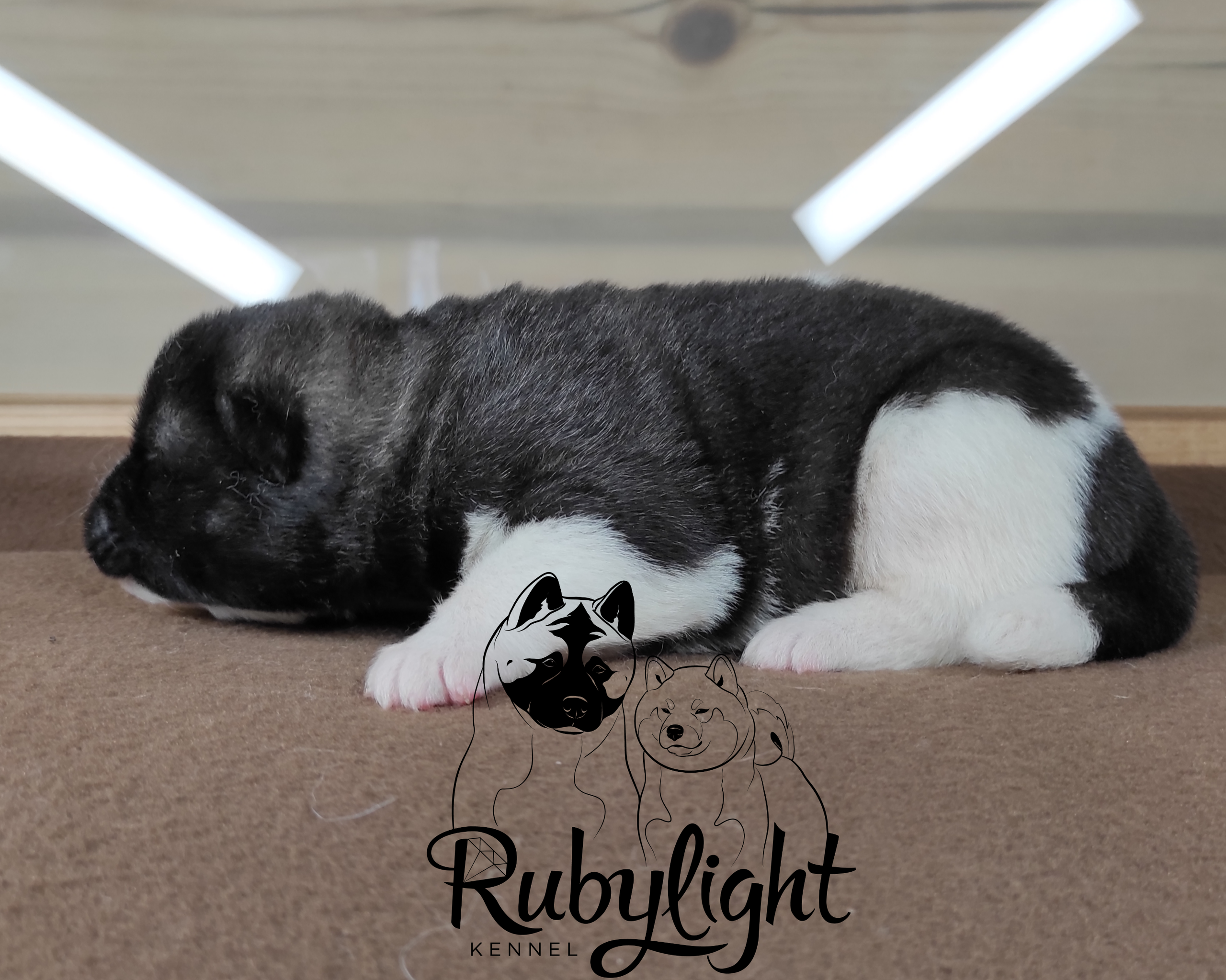 Помёт П Американская Акита Дата рождения 05.04.2022 Мама DANCING QUEEN Папа Dilinze's Hause Orion щенки Акита американская купить санкт-петербург