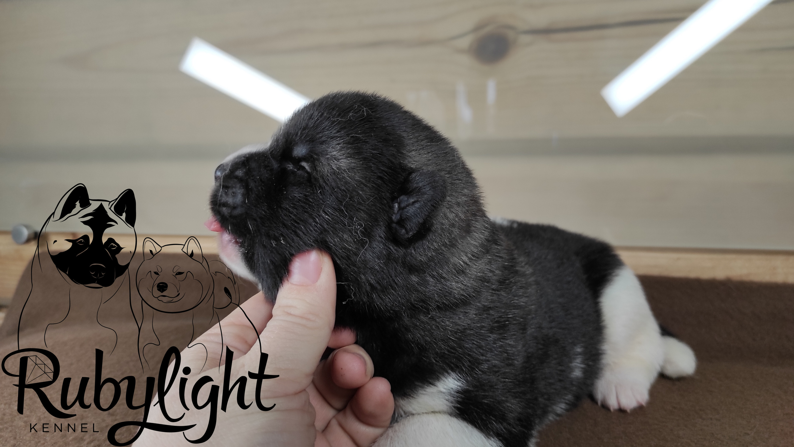 Помёт П Американская Акита Дата рождения 05.04.2022 Мама DANCING QUEEN Папа Dilinze's Hause Orion щенки Акита американская купить санкт-петербург