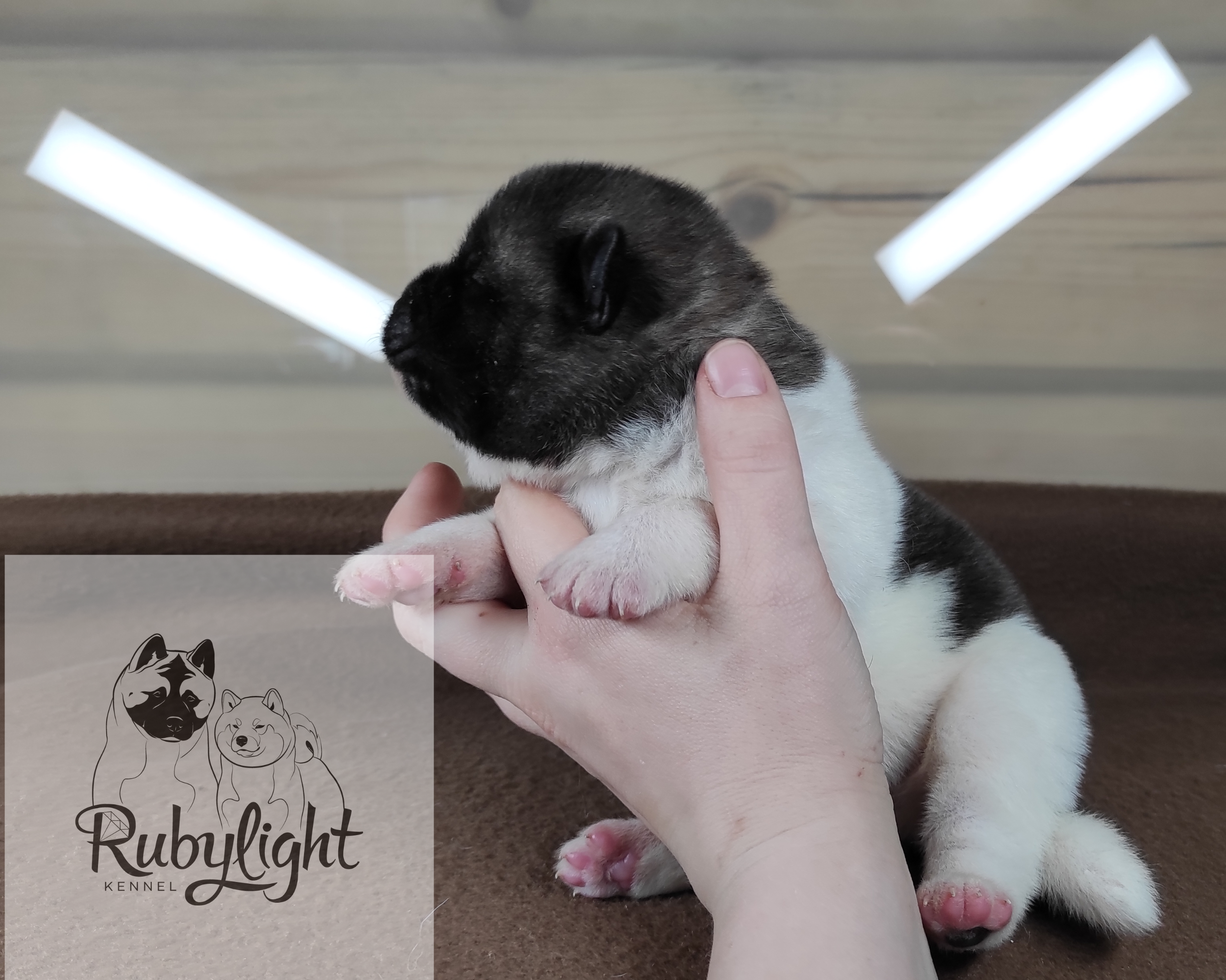 RUBYLIGHT PEGAS Американская Акита Дата рождения 05.04.2022 Мама DANCING QUEEN Папа Dilinze's Hause Orion