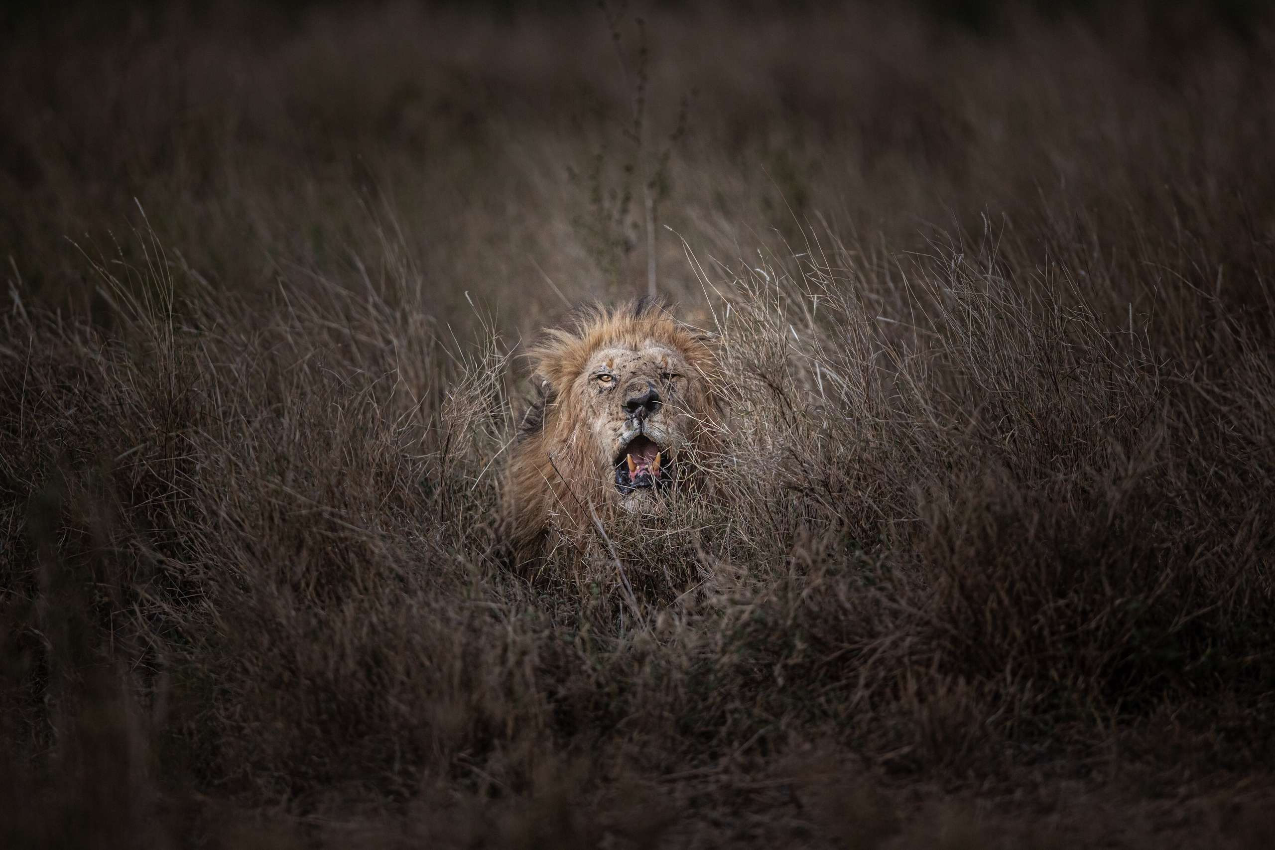 Танзания. Добродеева Алла фотограф, Москва