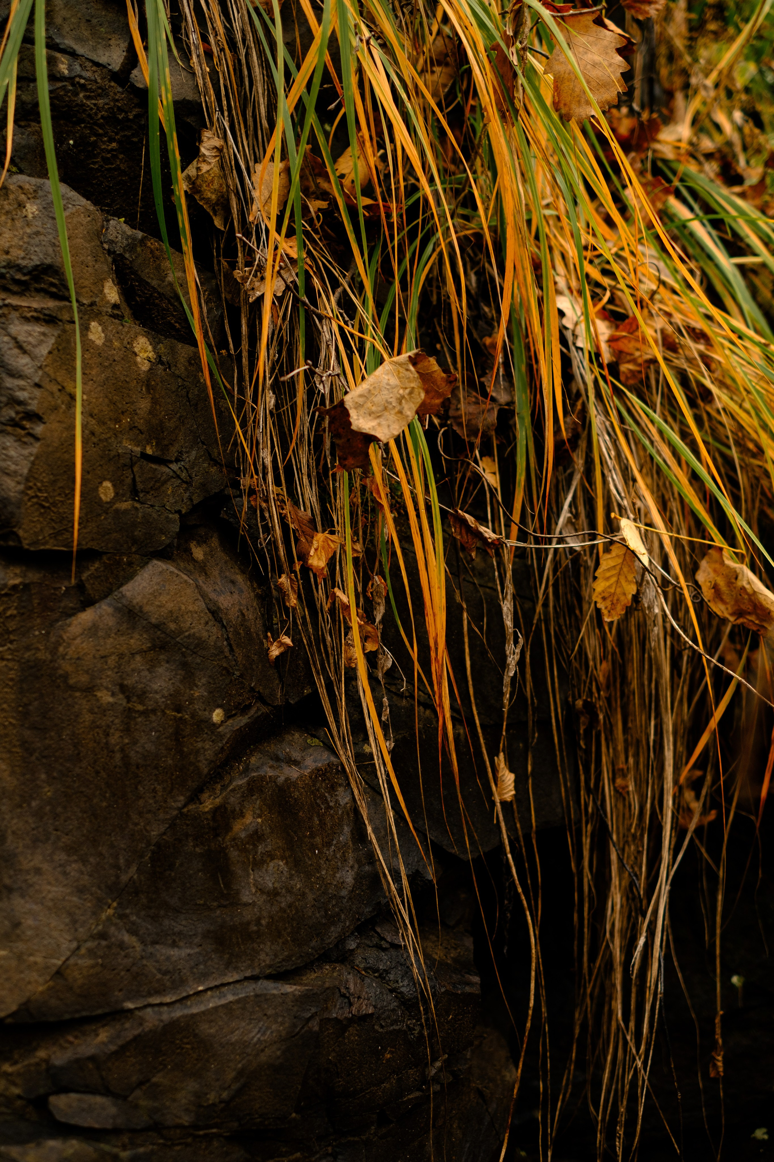 Михайловские столбы осенью. Фотограф Благовещенска Яна
