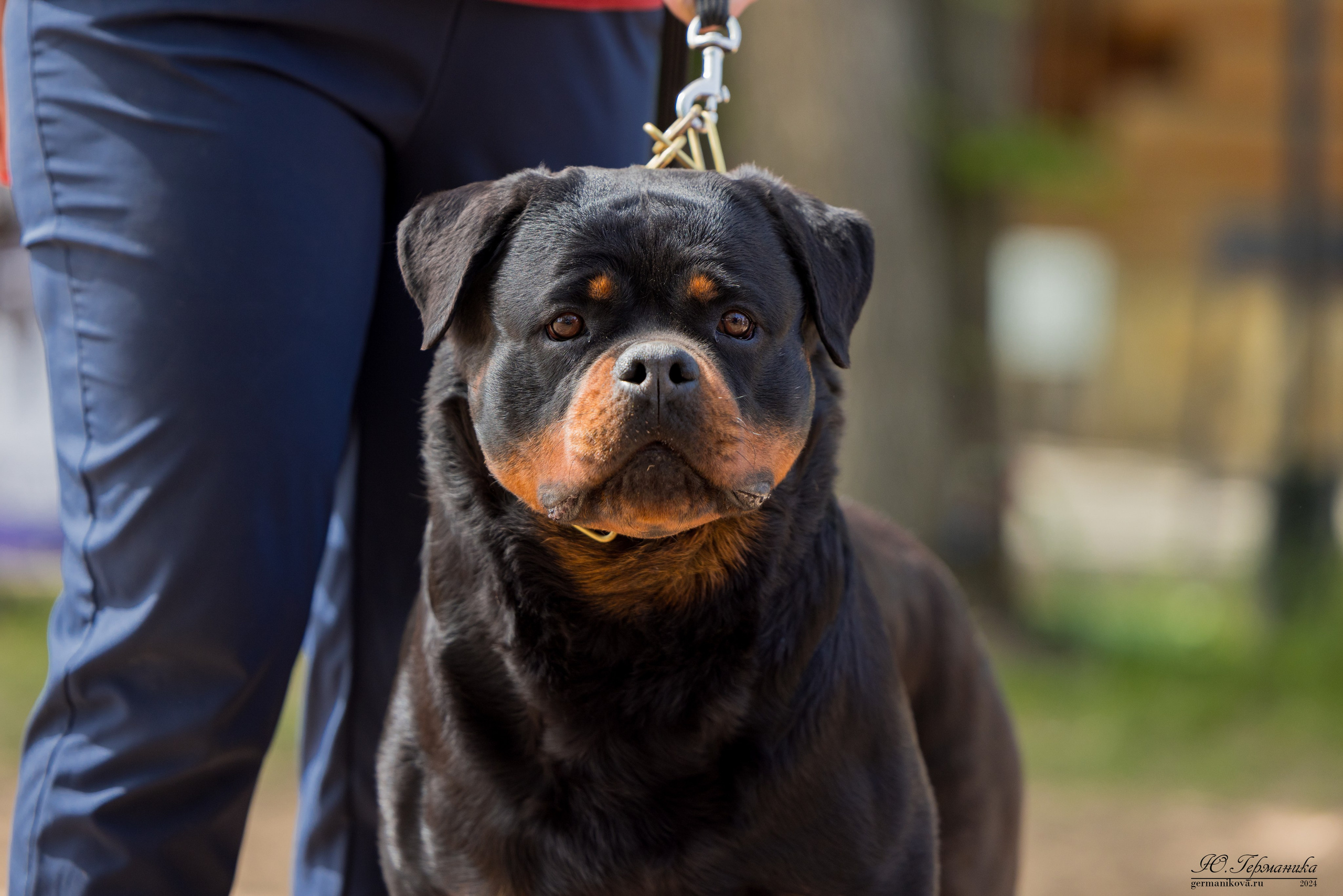 Саратов 2 х моно ротвейлеров 28-29.04.2024. Фотограф-анималист Юлия Германика