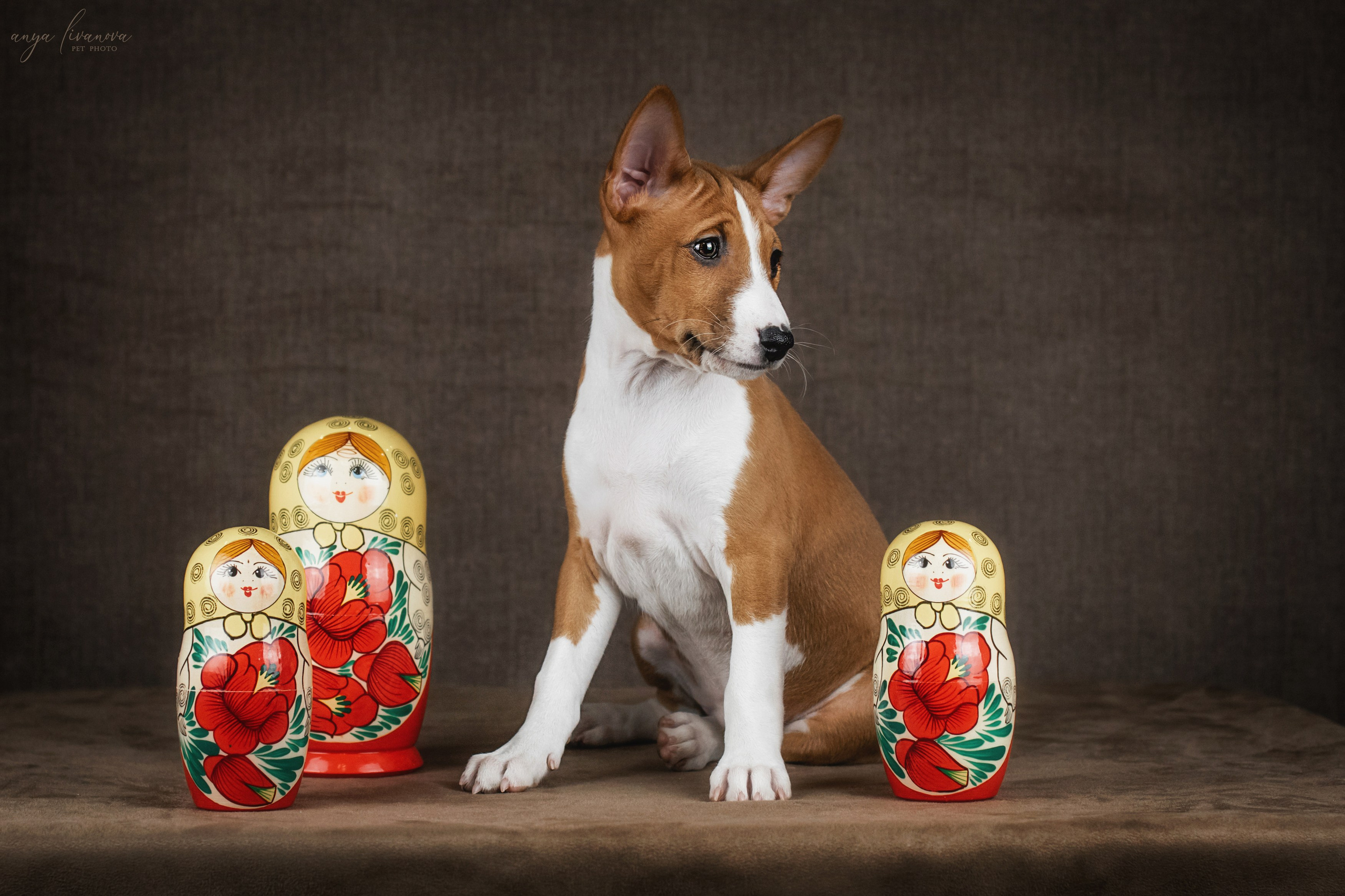 Басенджи. Фотограф анималист Аня Ливанова | Рыбинск