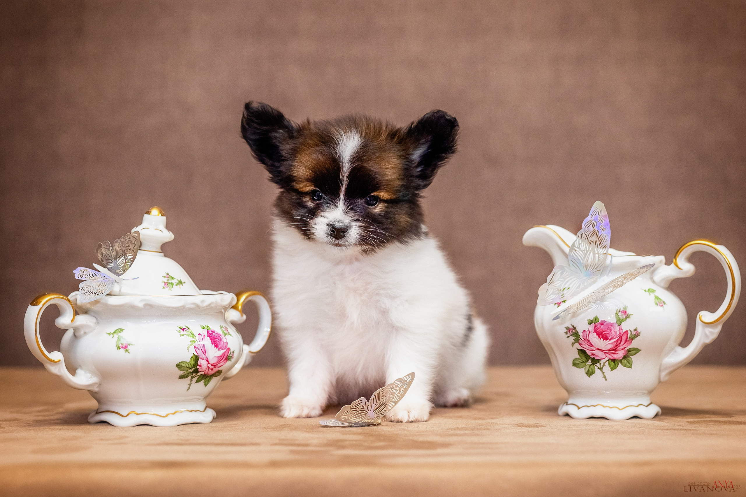 Папийончики. Фотограф анималист Аня Ливанова | Рыбинск