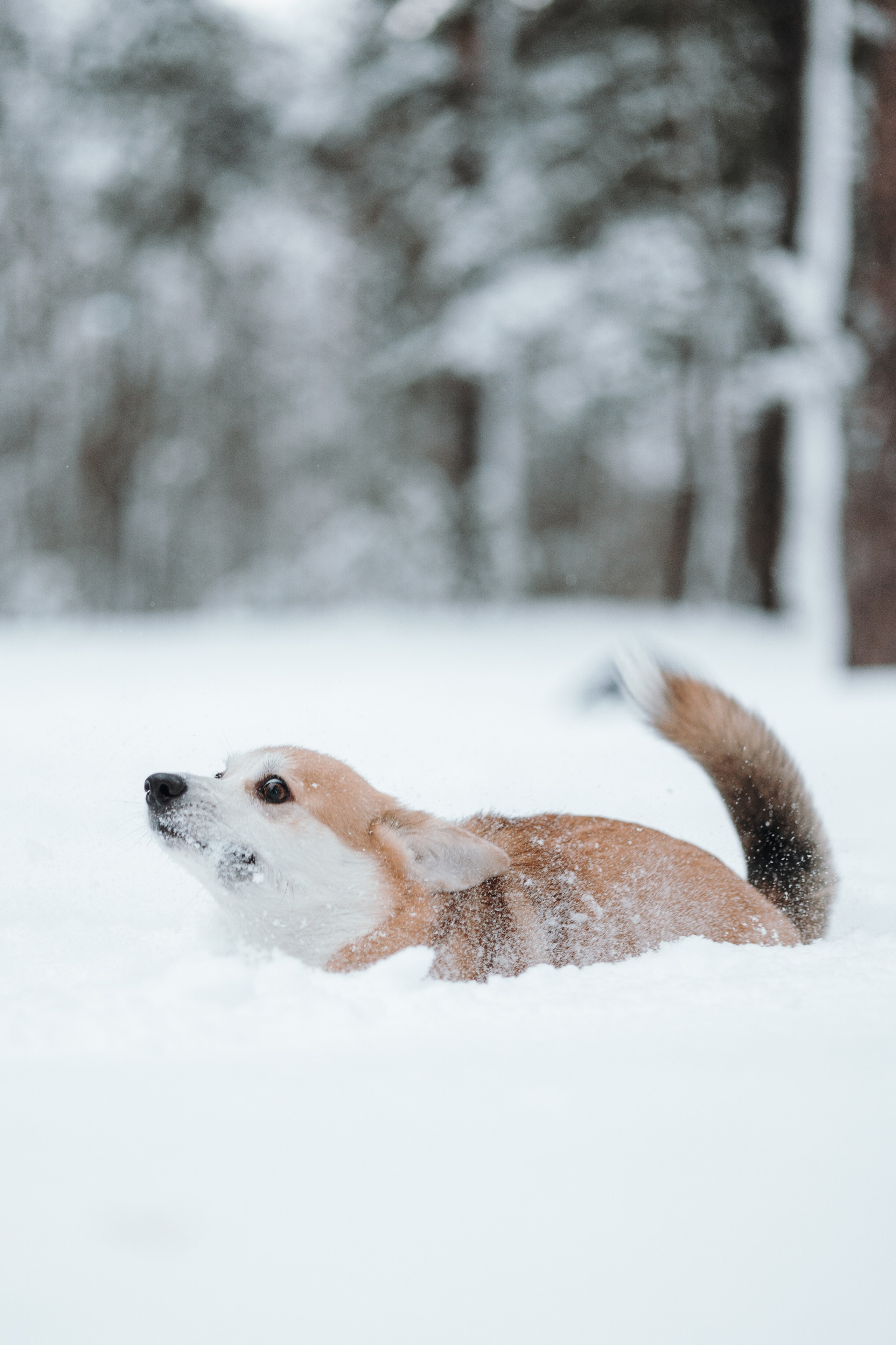 Оливка и ее семья. Фотограф — Анималист | Санкт-Петербург