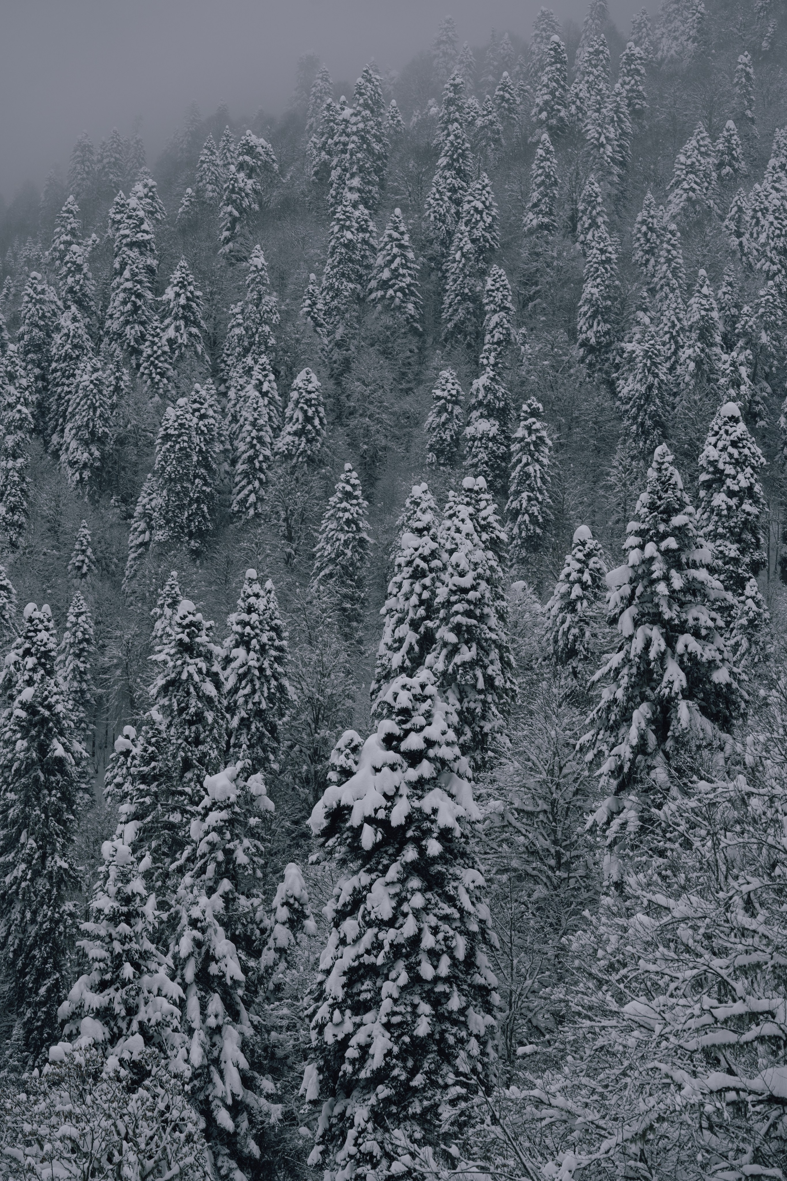 Путешествия и пейзаж. Репортажный фотограф в Красной Поляне и Сочи Павлюченко Екатерина