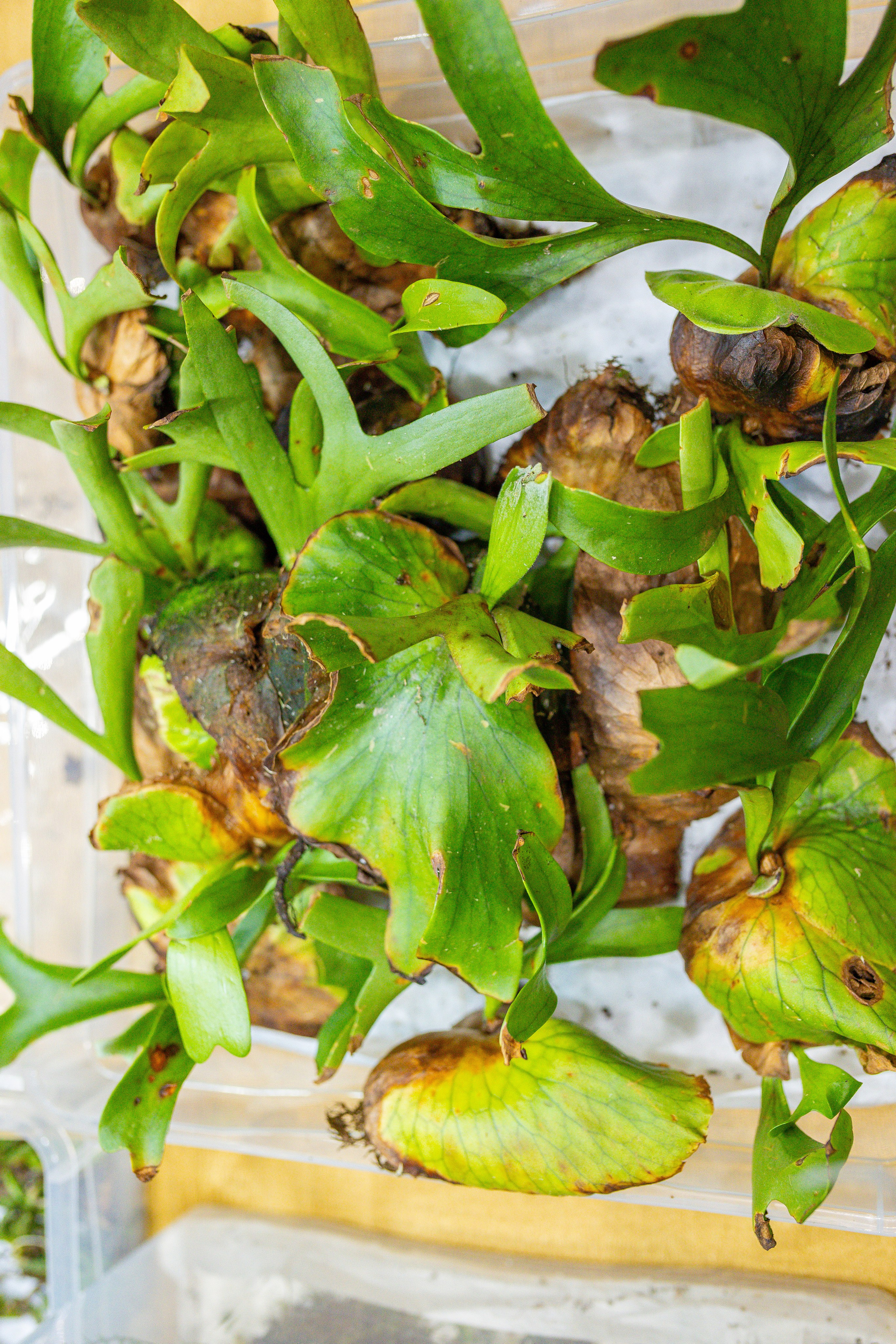 Орхидиум 12.2025. Александра Куликова фотограф, Москва