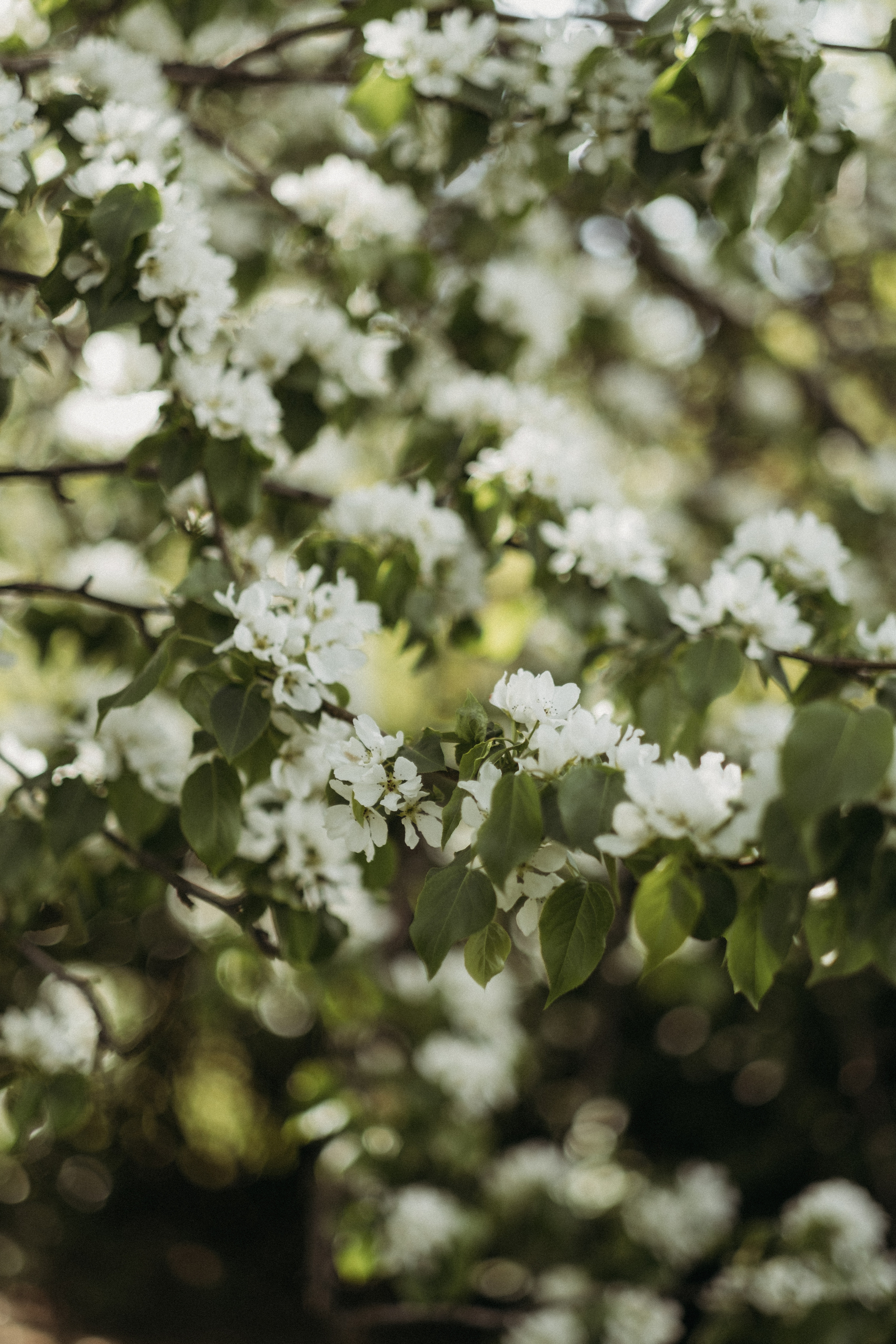 Фотосессия в цветении. Семейный фотограф в Москве Кристина Маркос