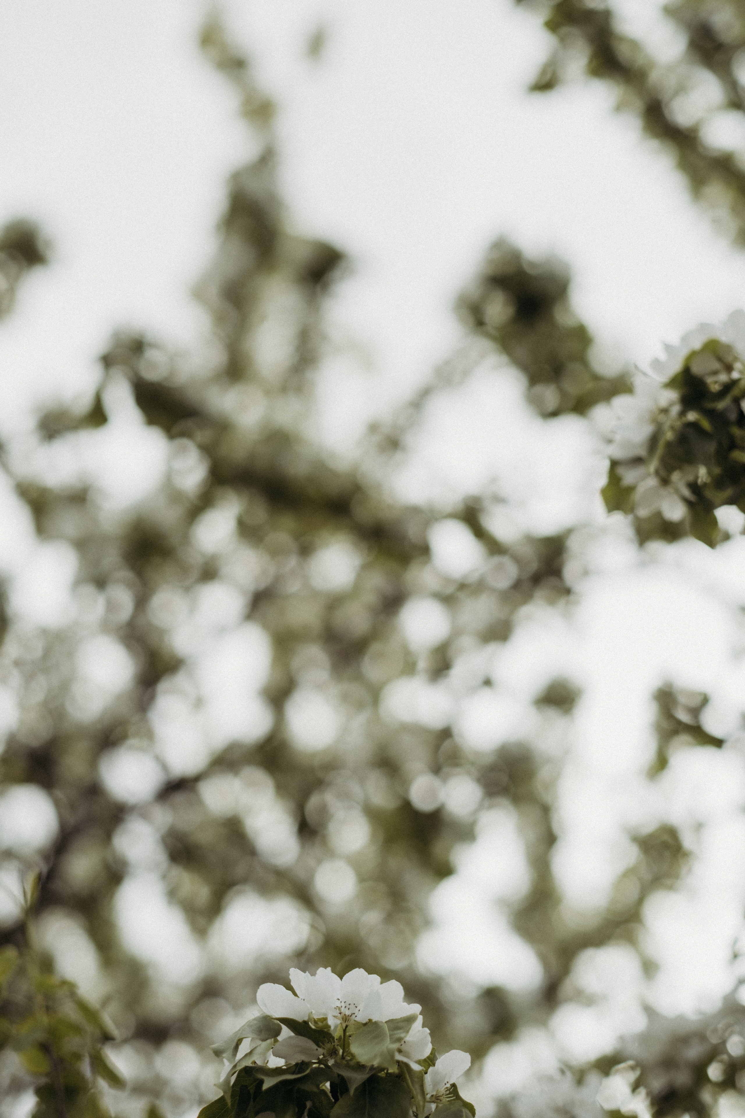 Фотосессия в цветении. Семейный фотограф в Москве Кристина Маркос