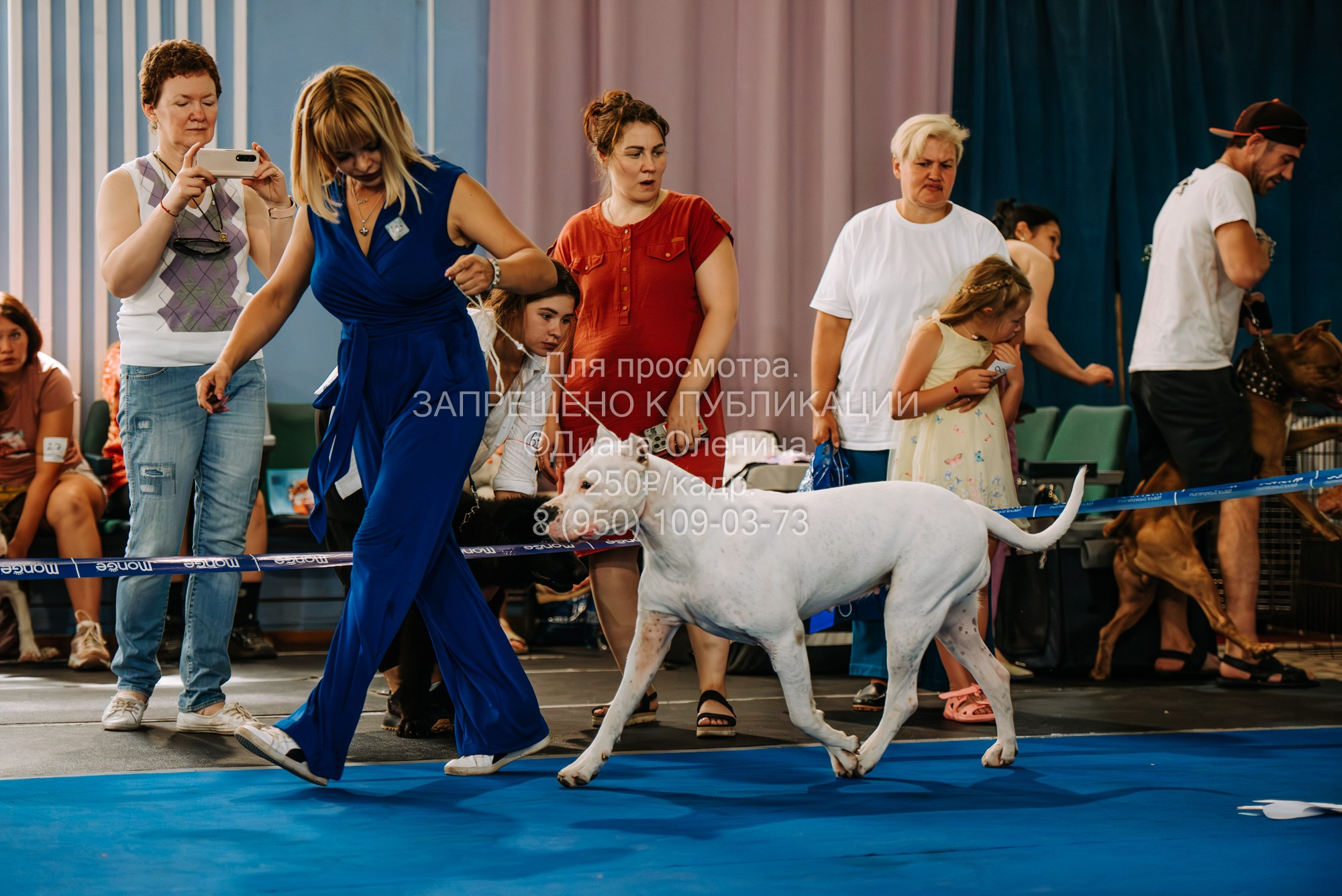Национальная выставка собак всех пород ранга САС-IKU «Кубок Красноярск. Фотограф Диана Оленина Красноярск / Братск