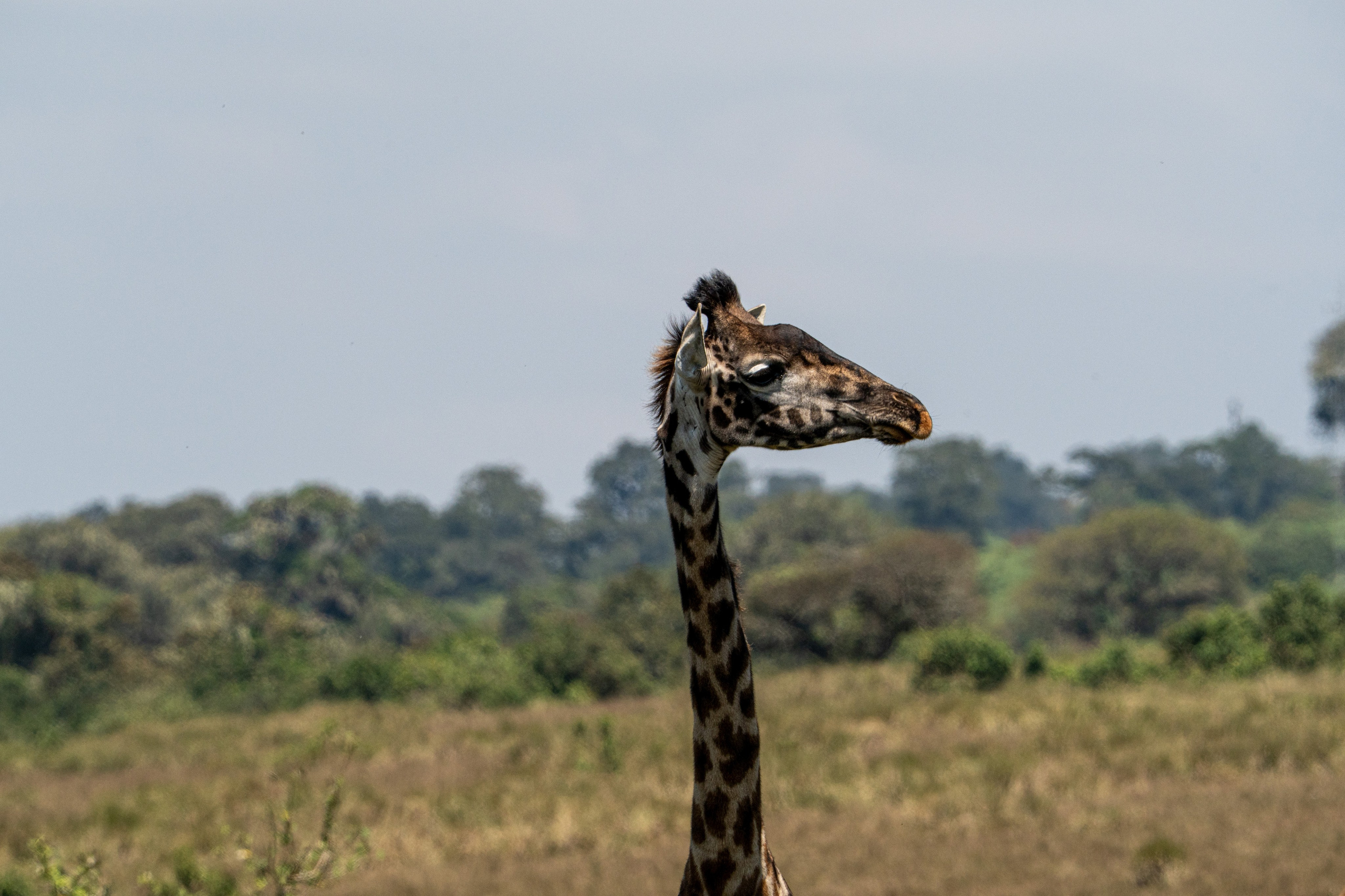 Танзания, сафари, 2025. Творческие сьемки