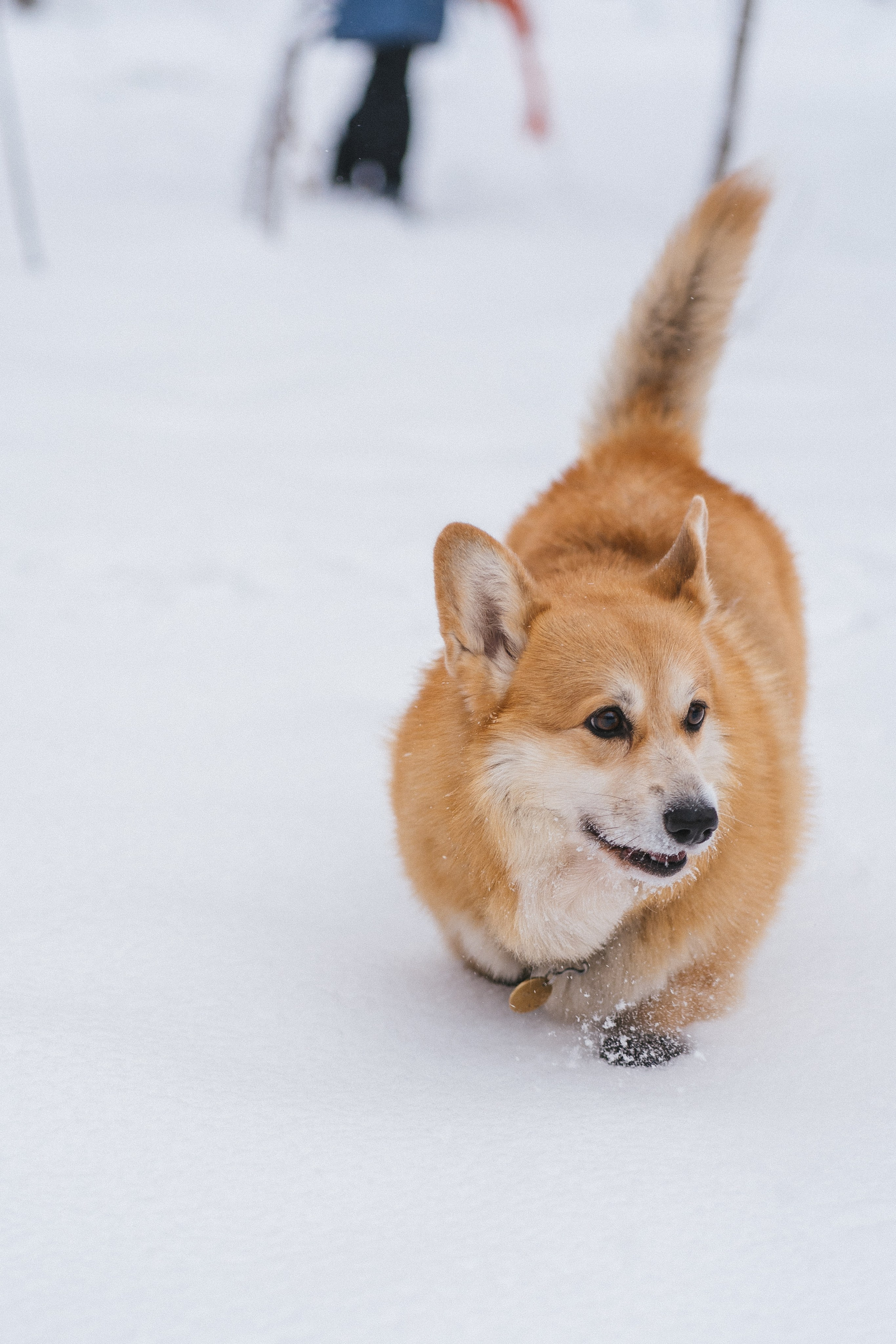 Каспер и Полина. Свадебный фотограф в Москве Анна Полушина