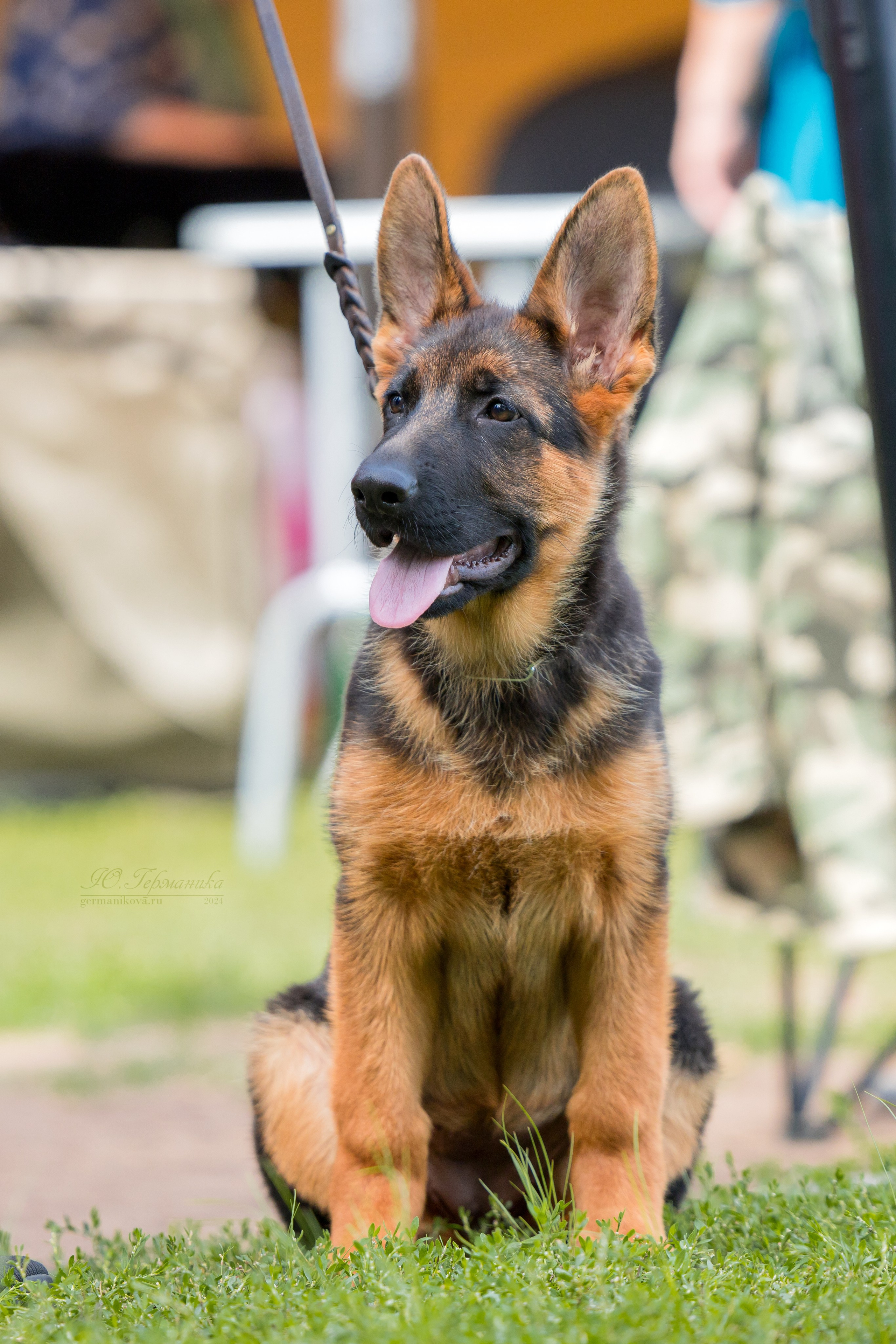 Астана 2хCACIB 17-18.08.2024. Фотограф-анималист Юлия Германика