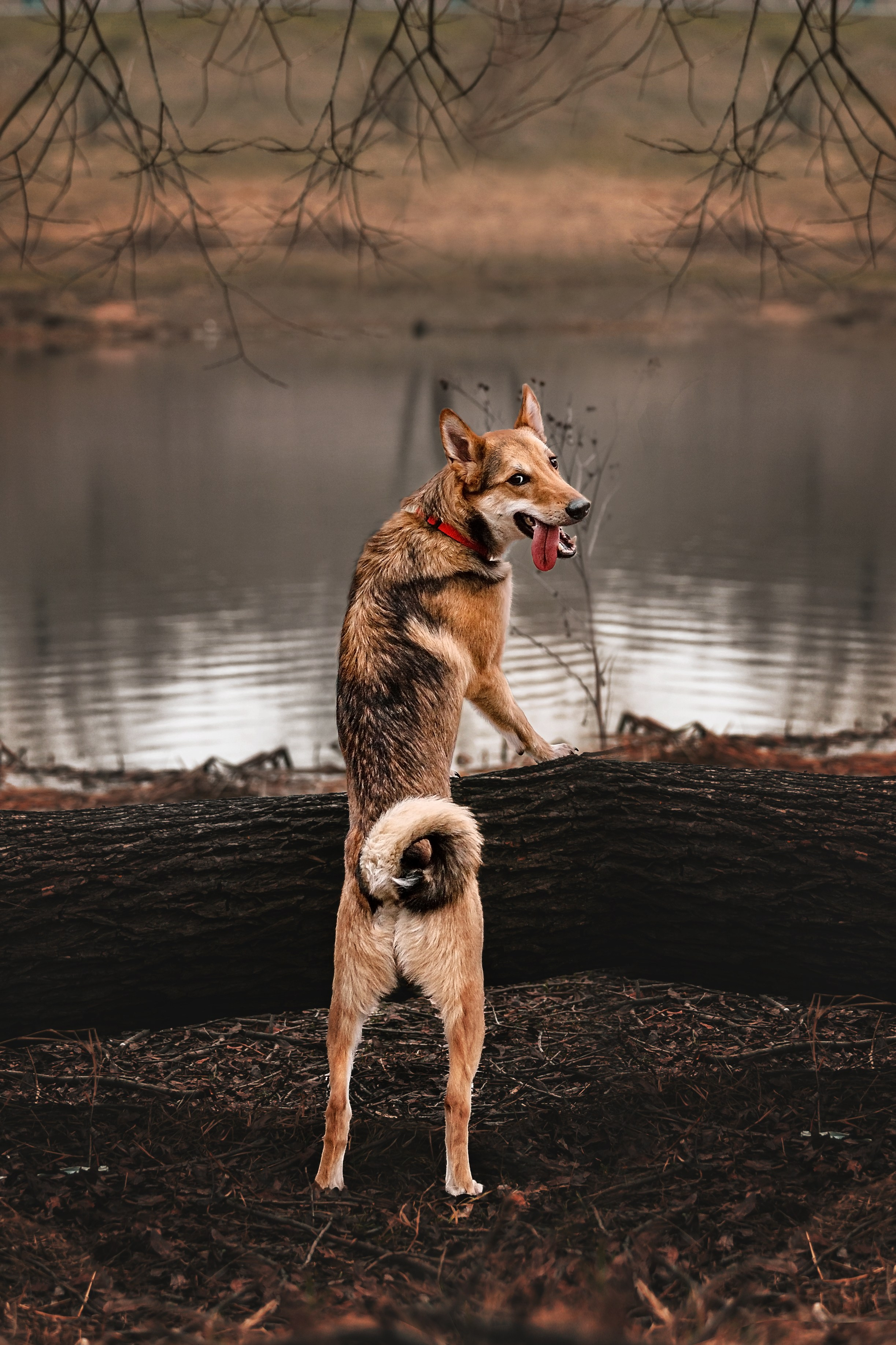 Трэвис и Валли 2024. Фотограф-анималист Татьяна Степанова