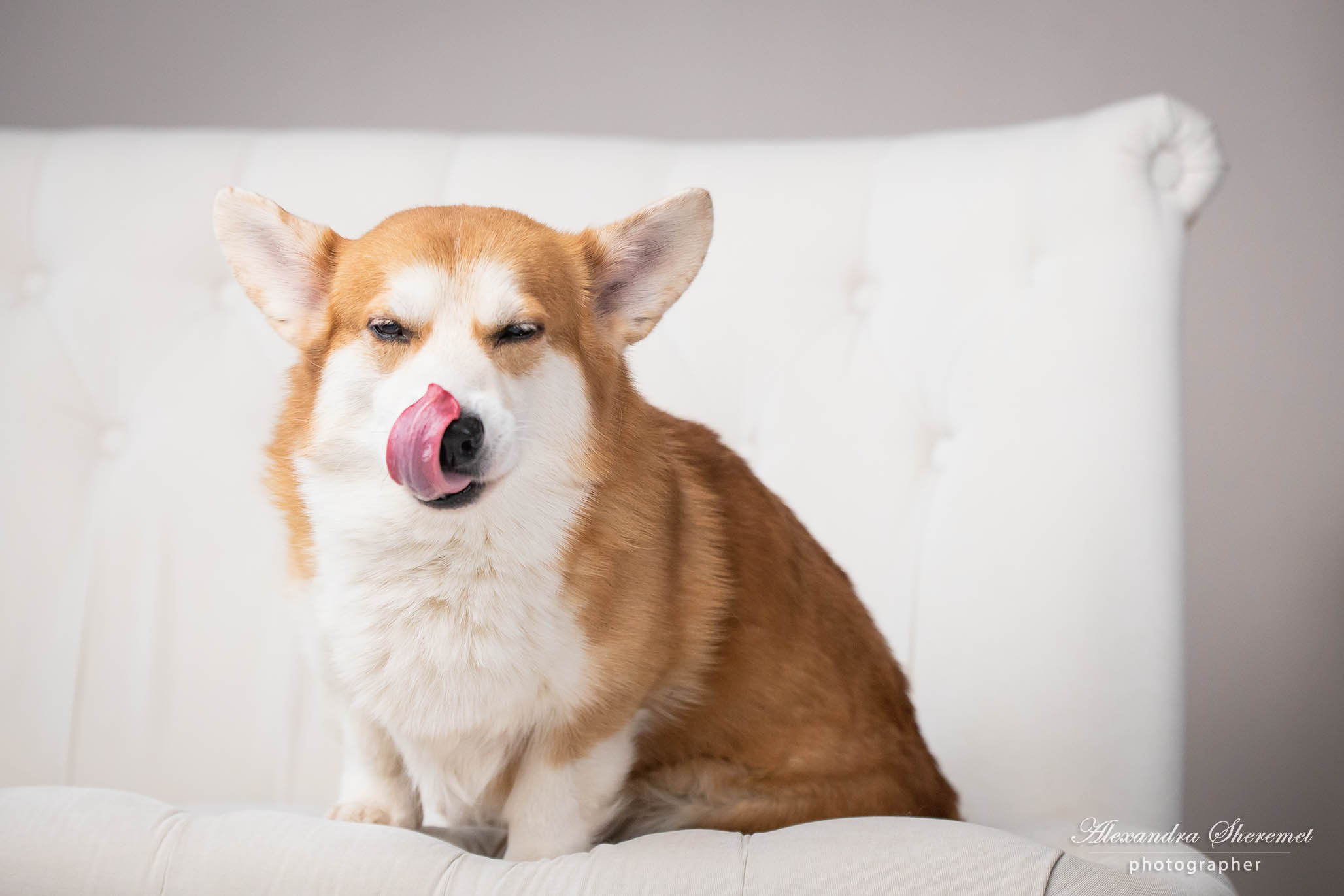 Лена & корги. Фотограф-анималист Александра Шеремет