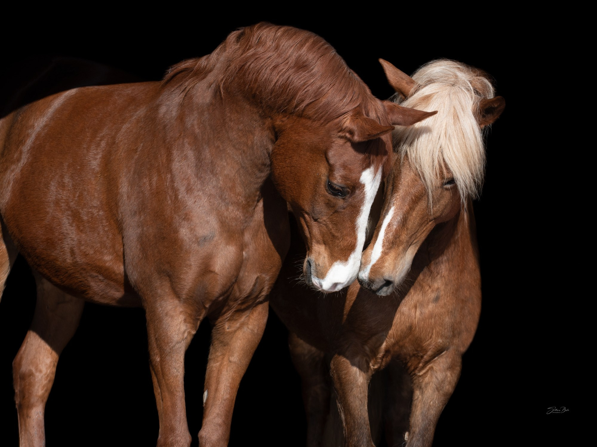 Портрет лошади, лошадь, конь, фото лошади, фотография лошади, конный фотограф, съемка лошадей, фотограф лошадей, конная фотография, конный фотограф, конный фотограф в спб, профессиональный фотограф спб, фотограф спб, ахалтекинец, рысак, спортивная лошадь, конный клуб, фотосессия с лошадьми, тракененская лошадь, тяжеловоз, мезенская лошадь, мезенка, мезенская порода лошадей, алтайская лошадь, лошадь в пятнах, аборигенная порода, вороная лошадь, рыжая лошадь