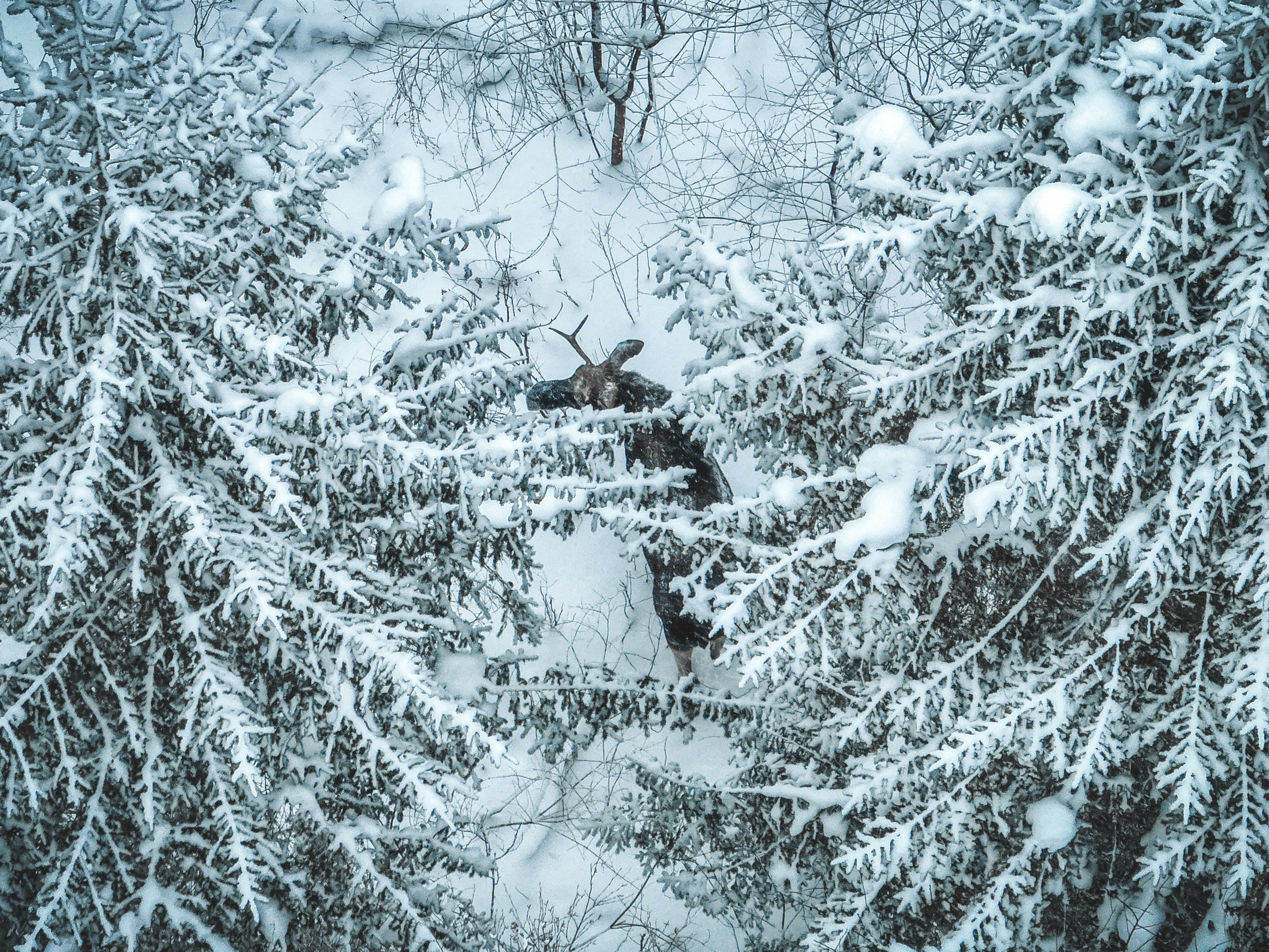 Лось зимой в поле