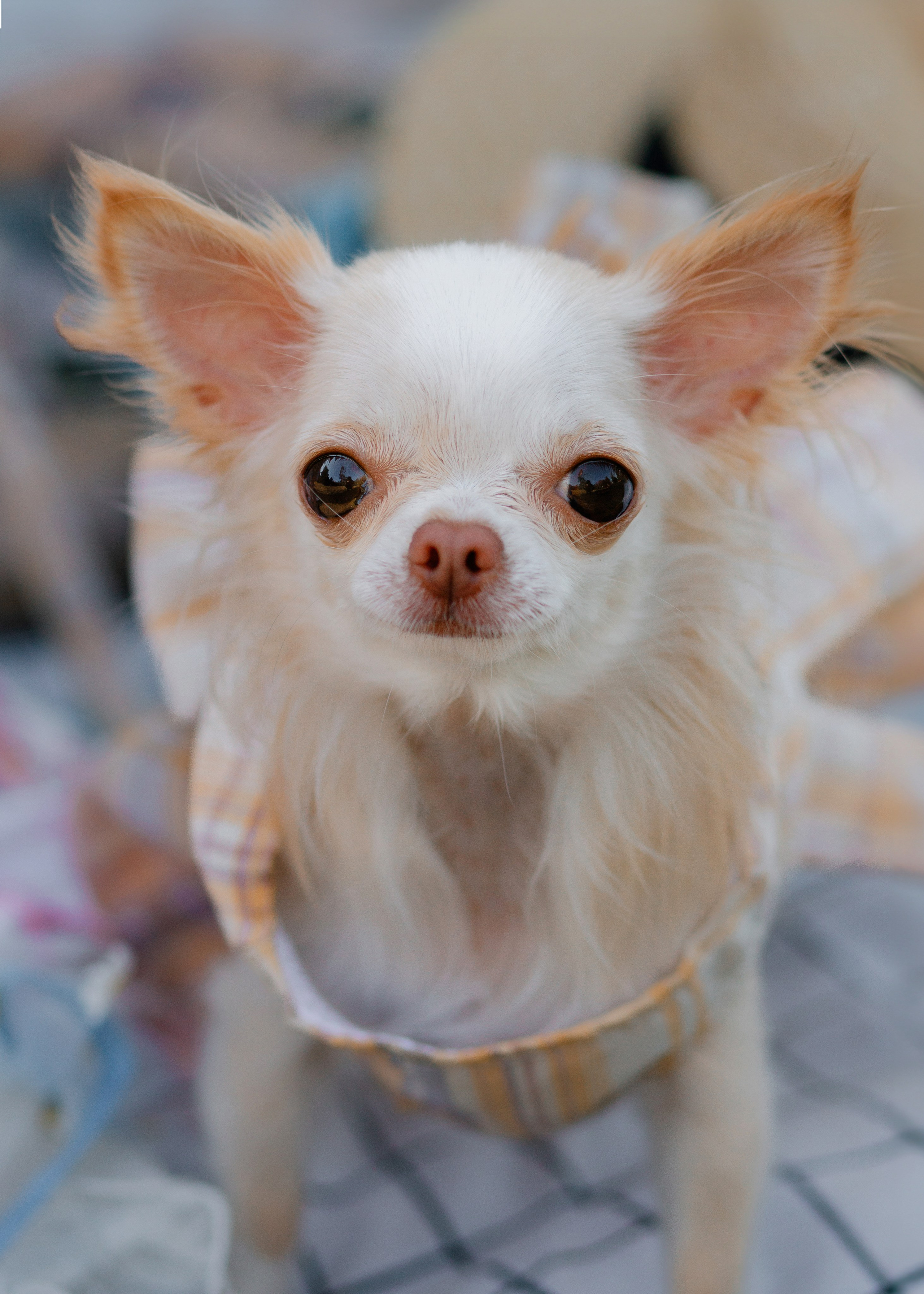 Charming Princesses. Barbara Isaeva