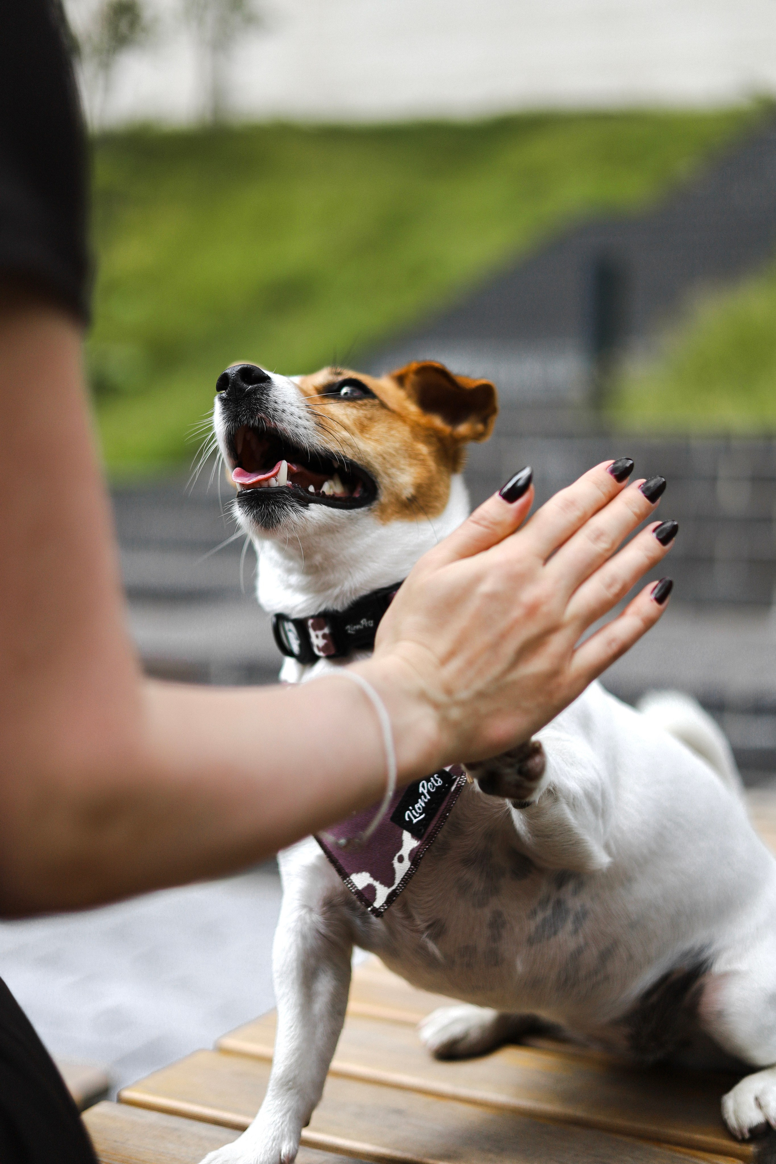 Холли и Катя. Фотограф-анималист Ксения Шевцова|Москва
