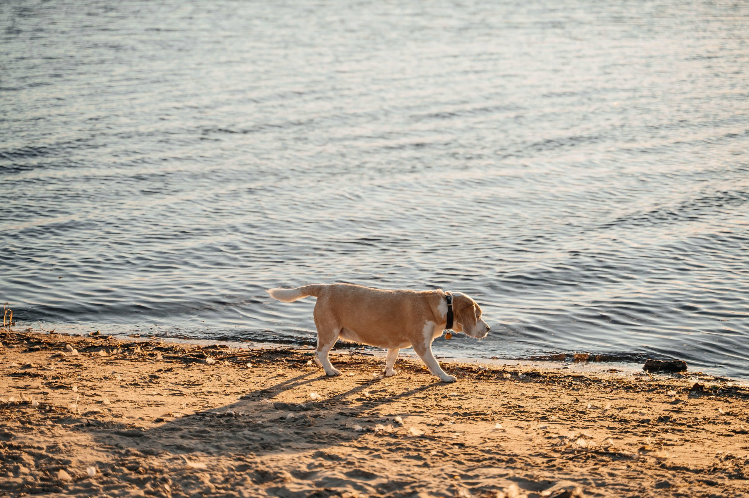 Familjefotografering i Falkenberg. Bröllops- och familjefotograf i Halmstad | Valentina