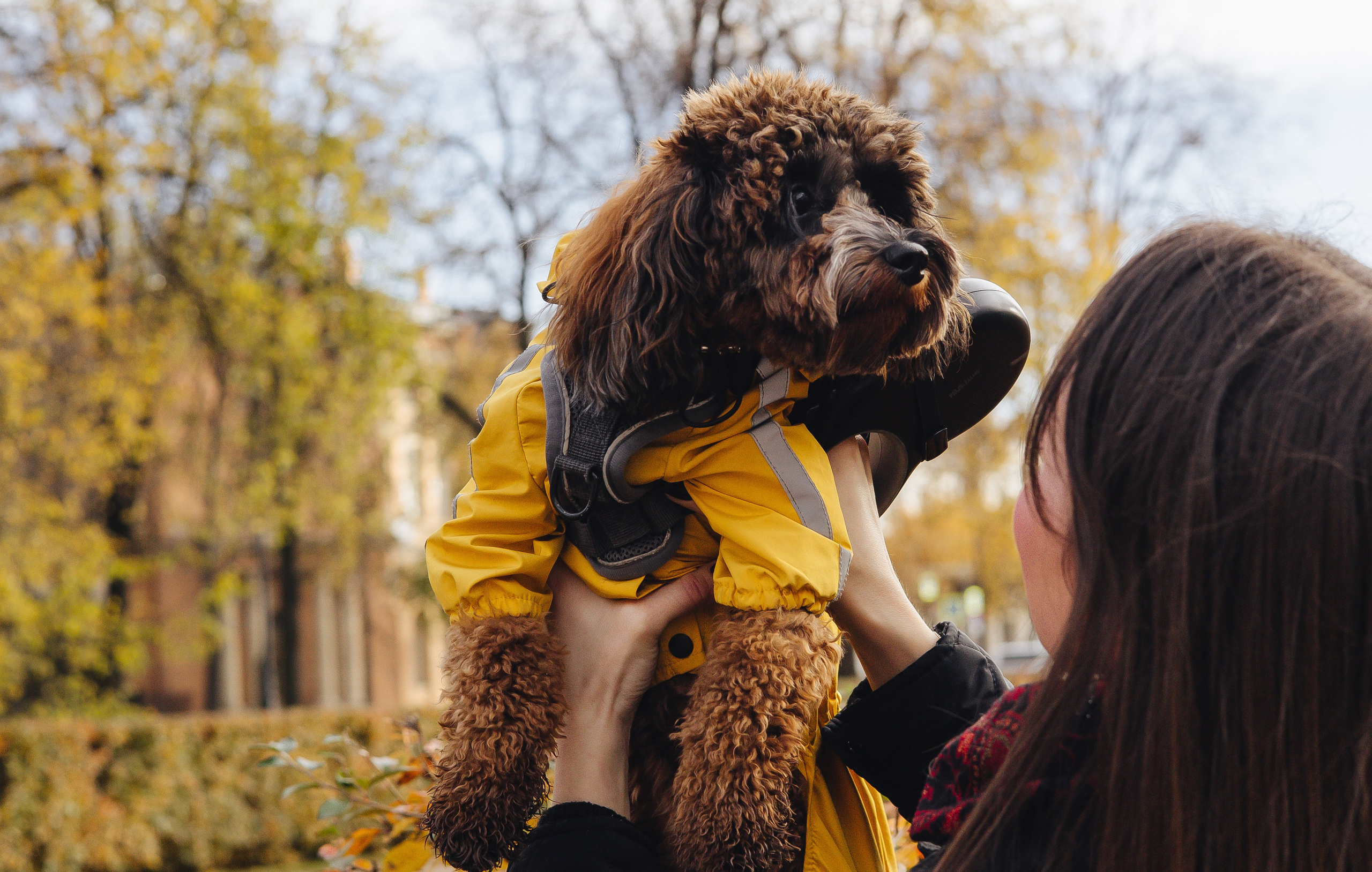 Летающая Мерси