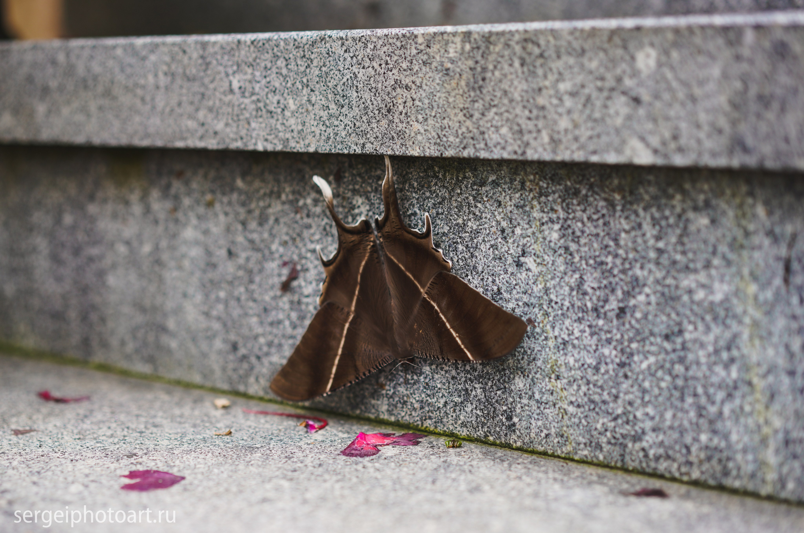 Ба На Хилс Руки Бога Золотой мост. Фотограф Сергей Кишкель Дананг Нячанг Фукуок