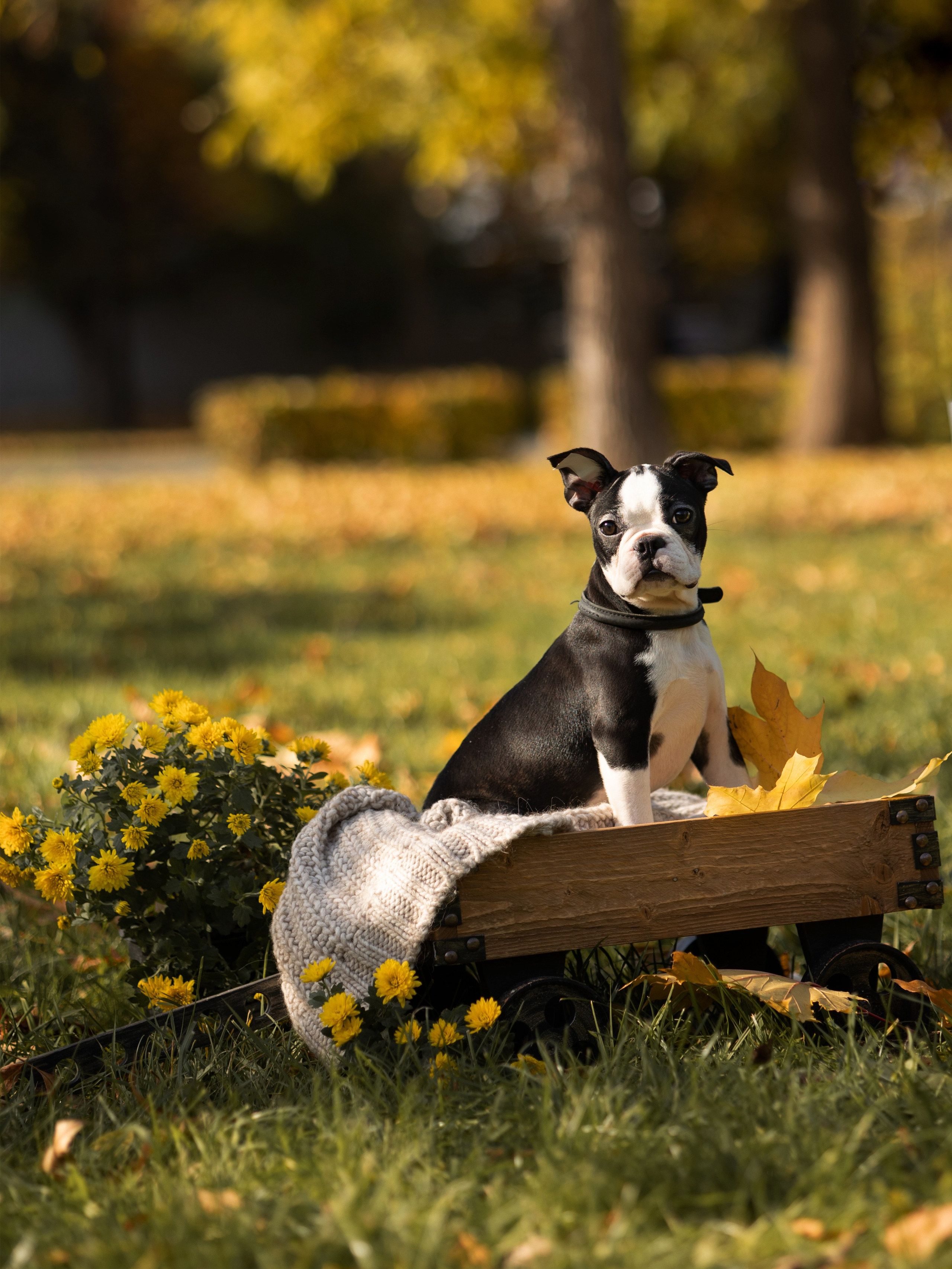 Щенки бостики. Главная