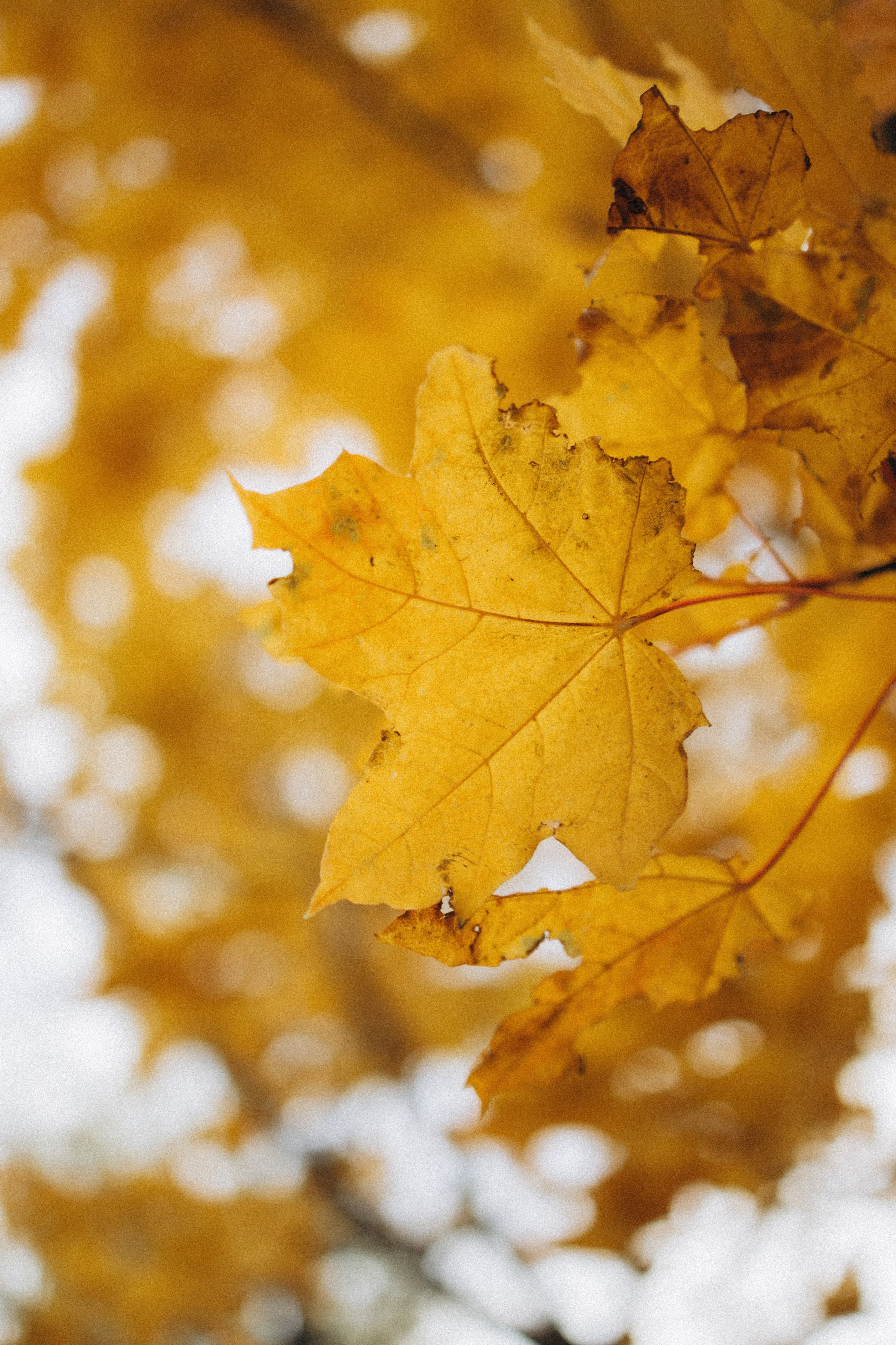 Женя и Диана. Фотограф Елена Рябцева