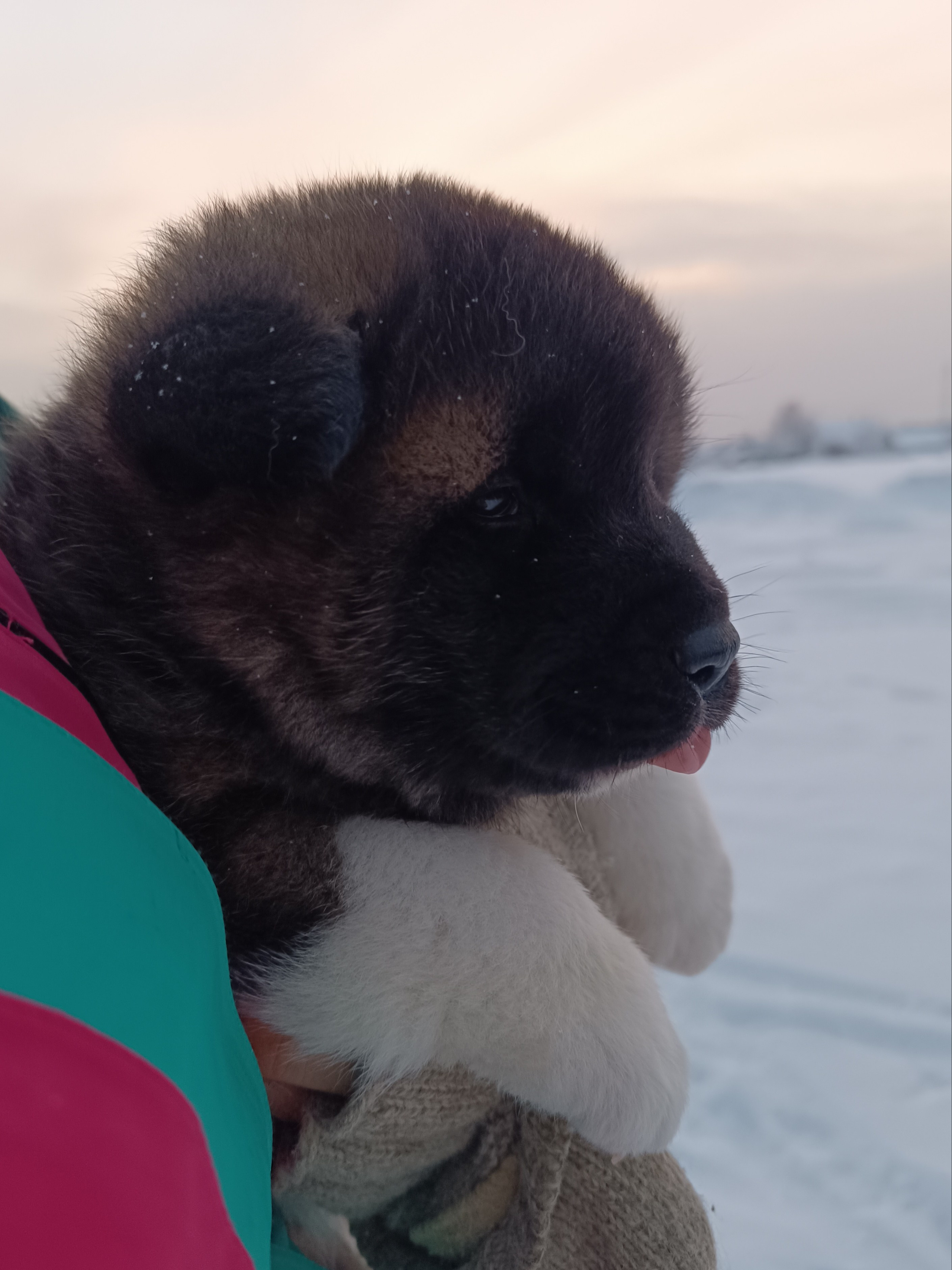 Rubylight Ctsar'. Американская акита I Сиба ину I Питомник RUBYLIGHT