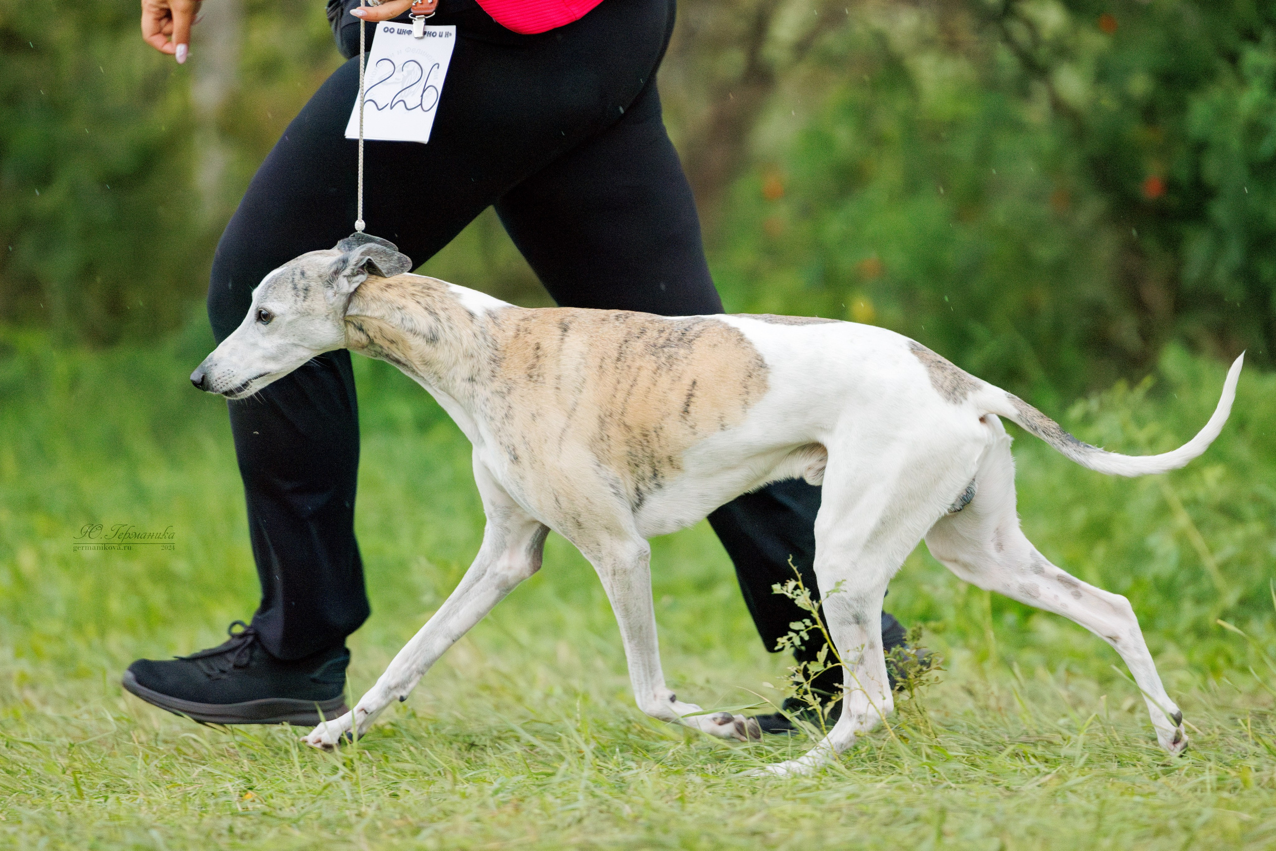 Астана 2хCACIB 17-18.08.2024. Фотограф-анималист Юлия Германика