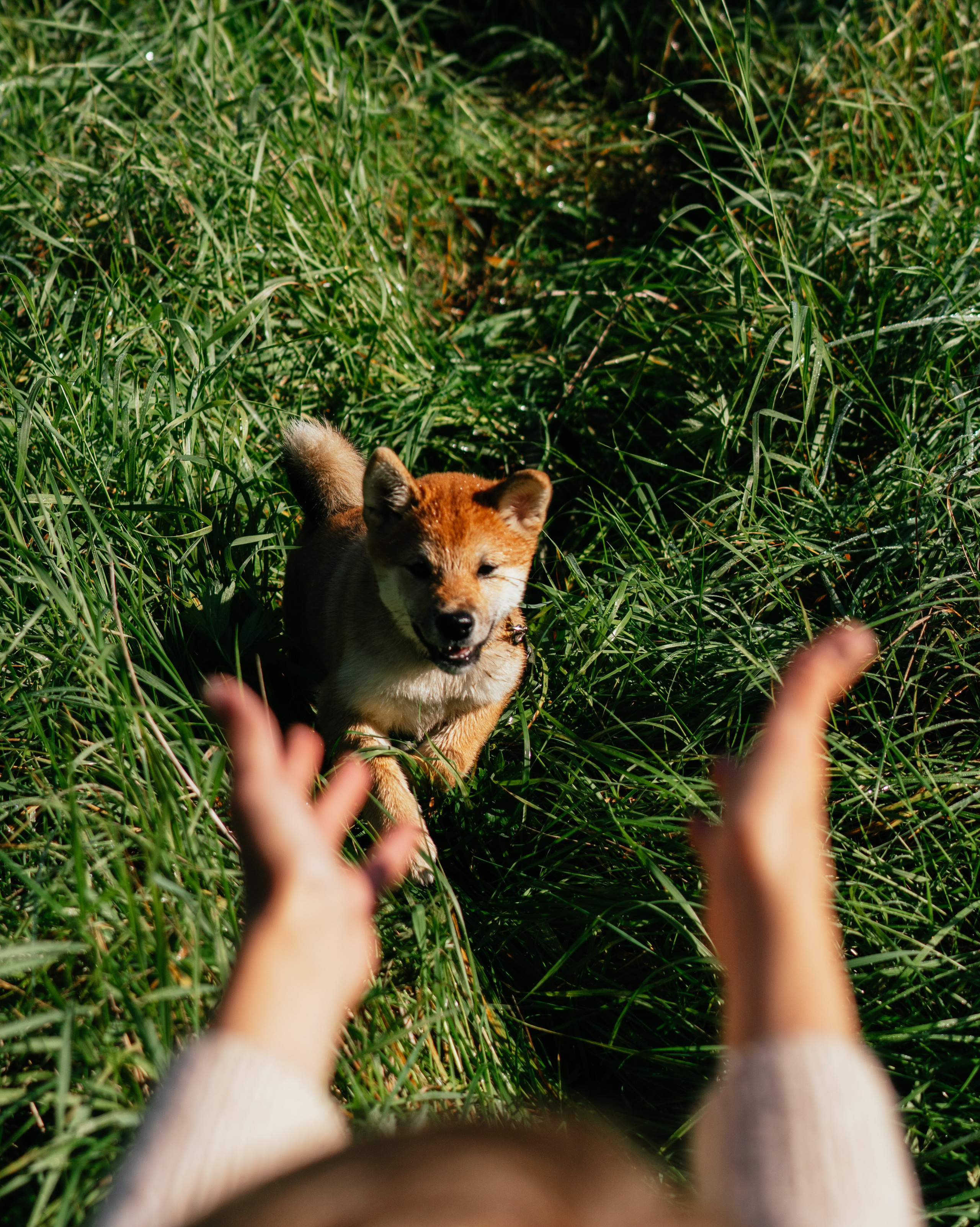 Любимые питомцы. Живые снимки! Фотограф Даша Бендер
