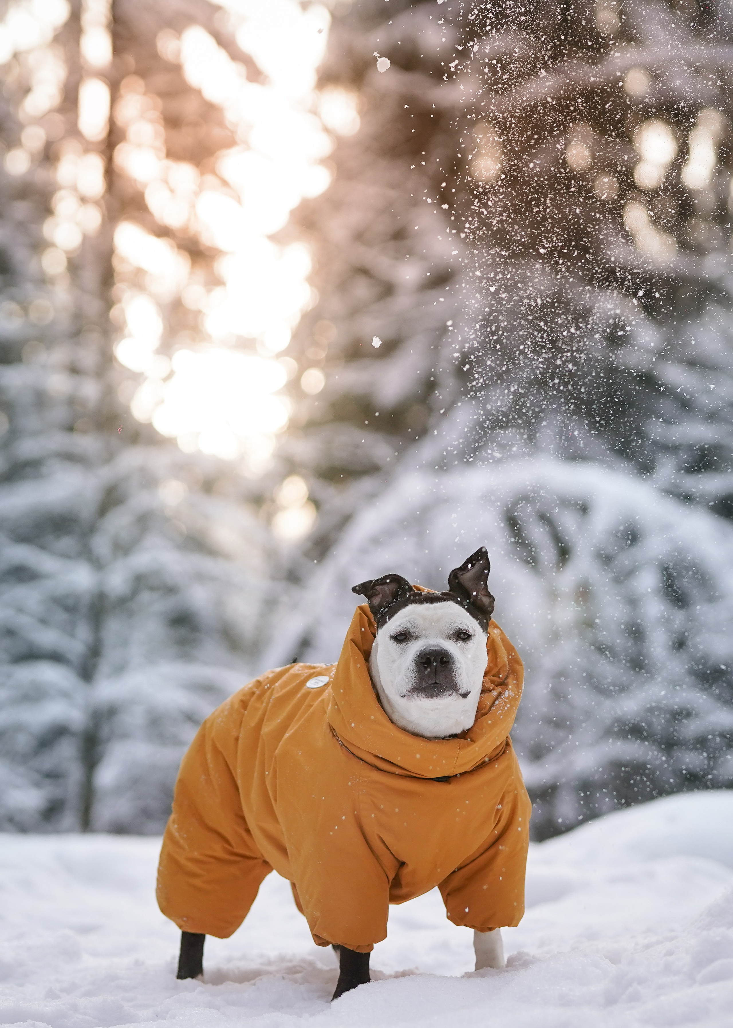 Маша Женя и Фиона. Фотограф-анималист в Санкт-Петербурге Яна Мартынова