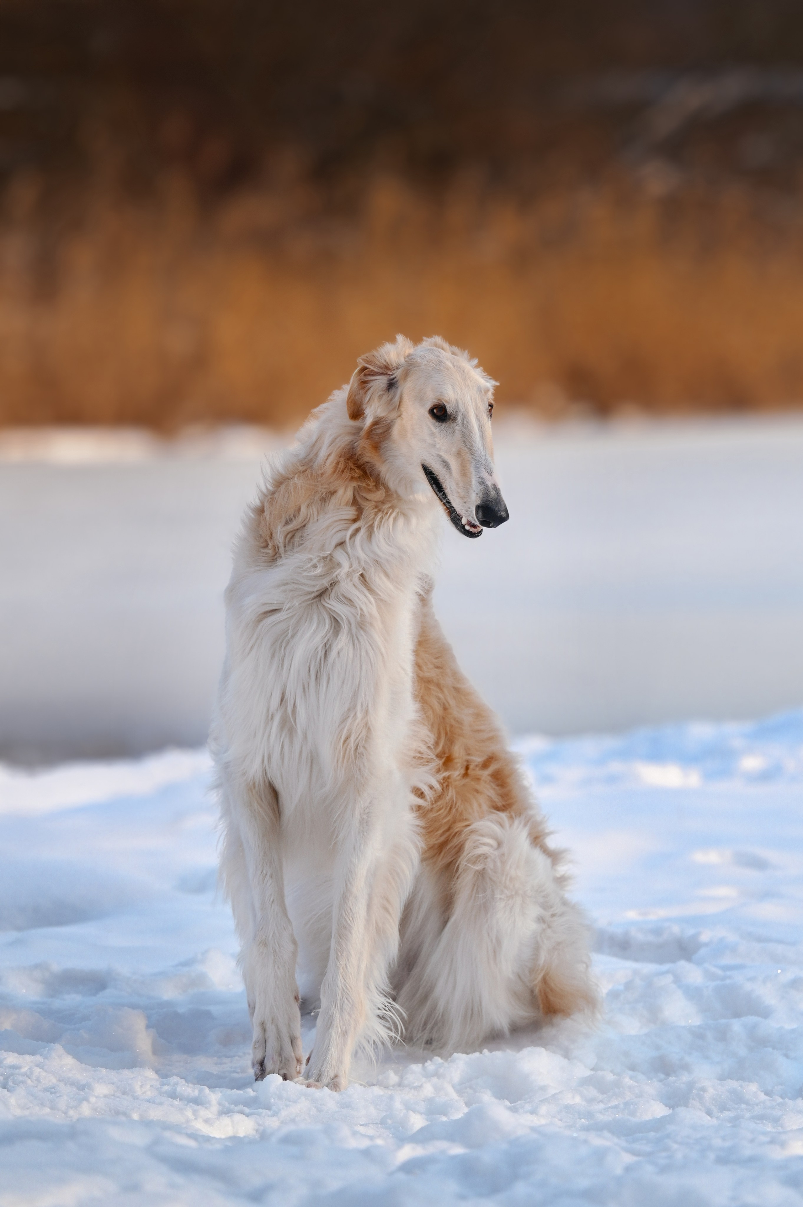 Фотограф в Ростове —на — Дону
