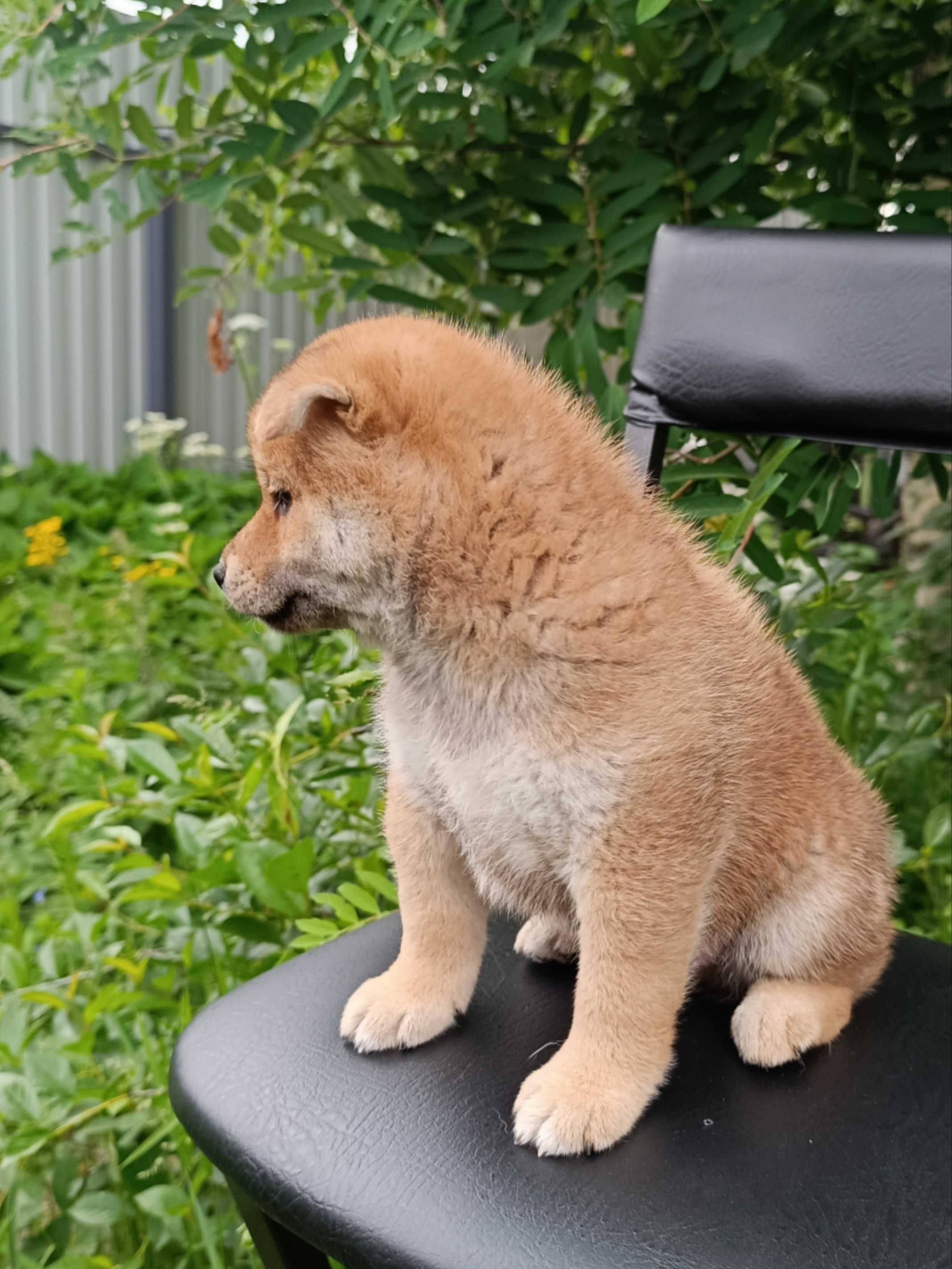 Сиба Rubylight Germes питомник Рубилайт