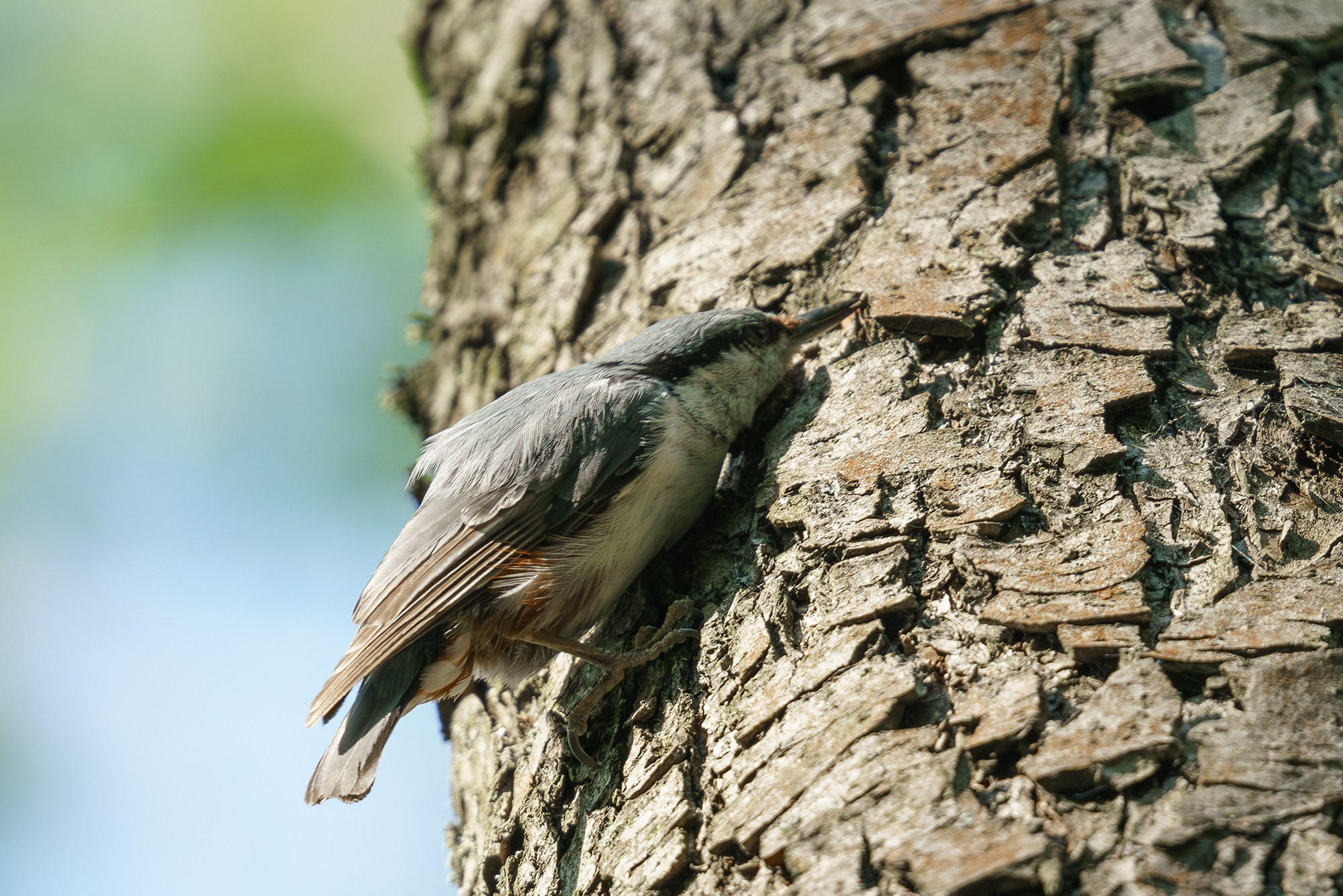 Удивительные мир птиц. Вокруг нас столько прекрасного — присмотритесь!. Ваш личный фотограф Марина Волкова
