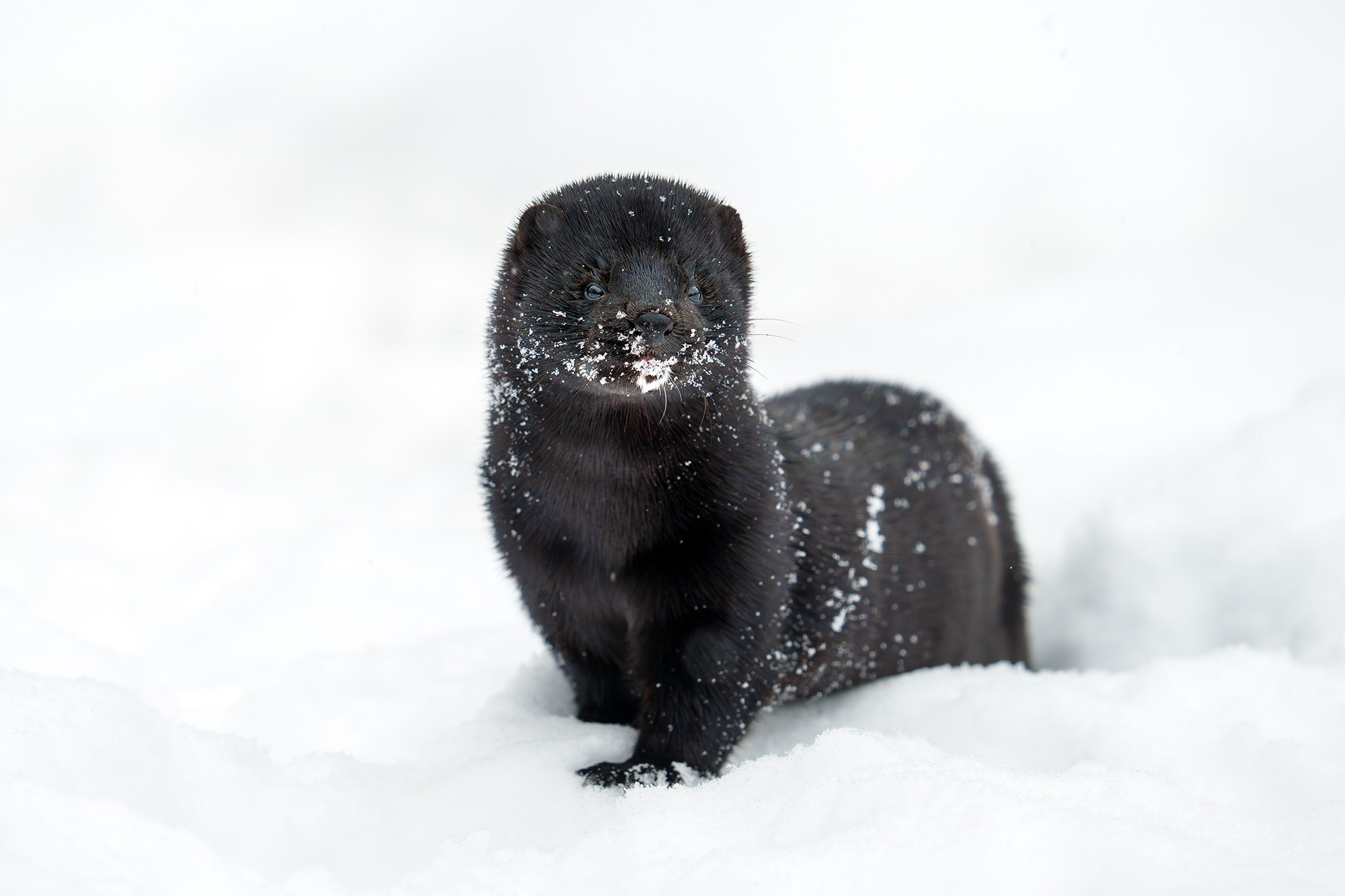 Животные. Ваш личный фотограф Марина Волкова