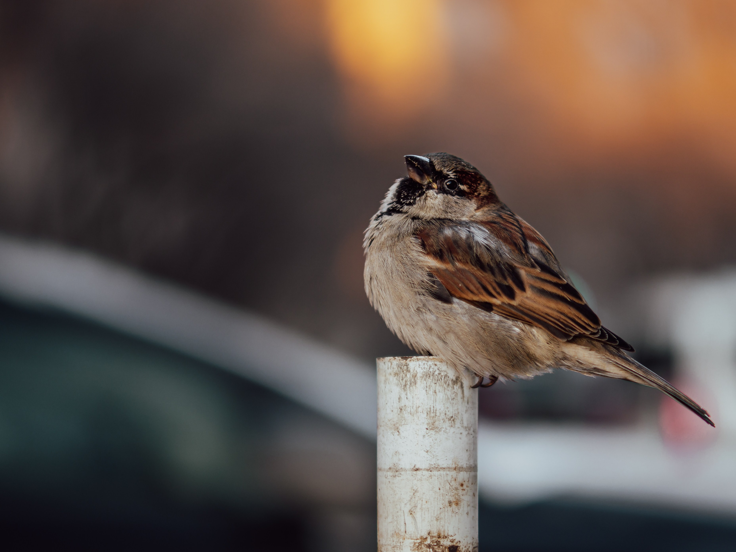 Воробьи. Профессиональная фотография от VladEstaf_StyloQArt: портреты, репортажи, семья