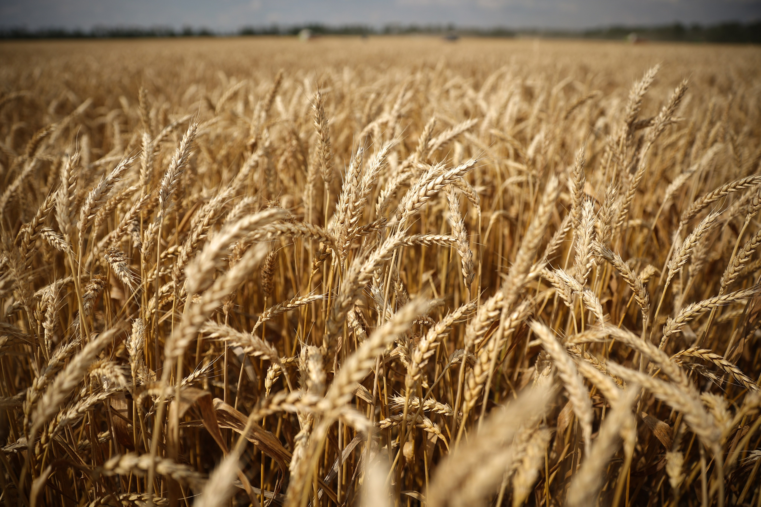 Агро. Тимкив Виталий репортажный фотограф в Краснодаре