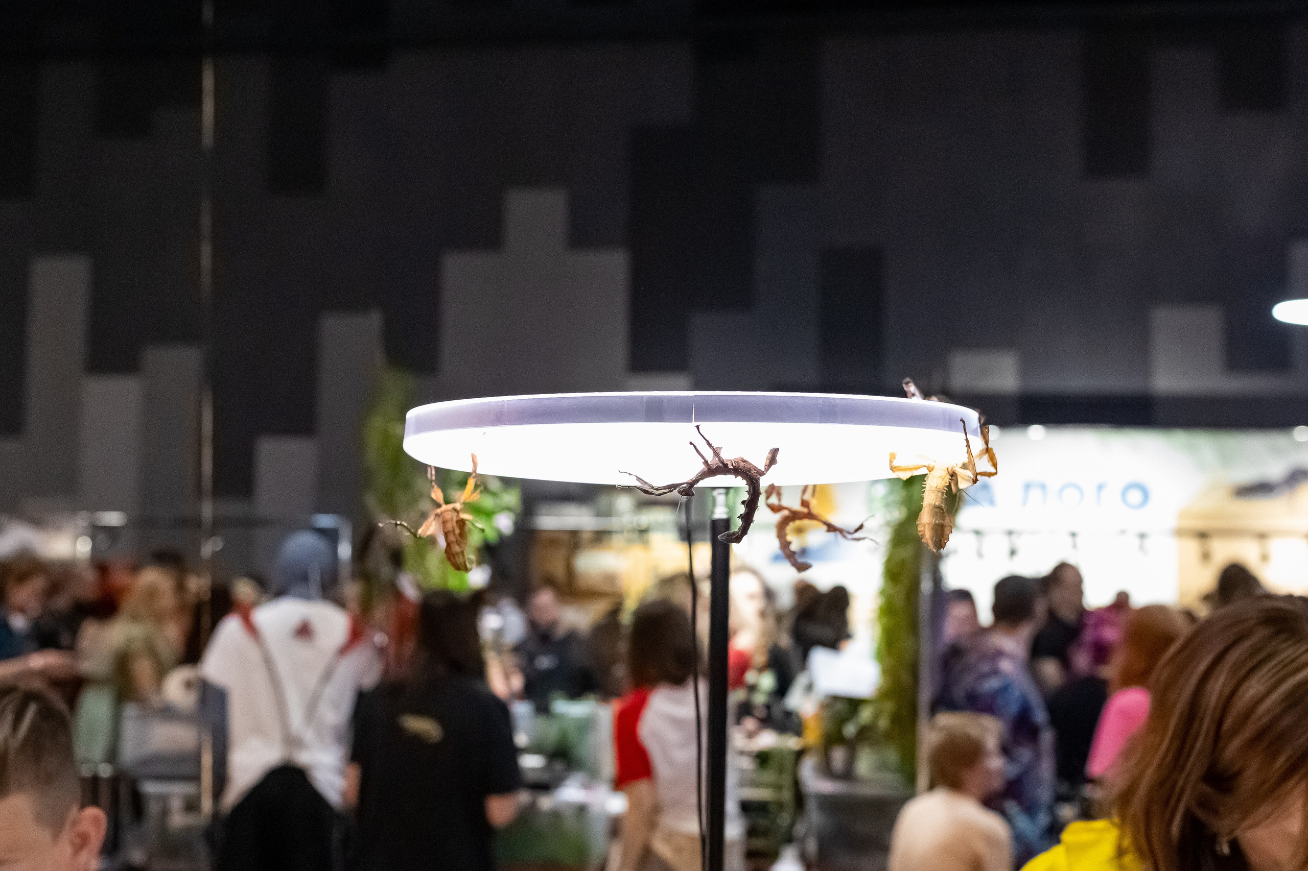 Рептилиум 2024. Александра Куликова фотограф, Москва