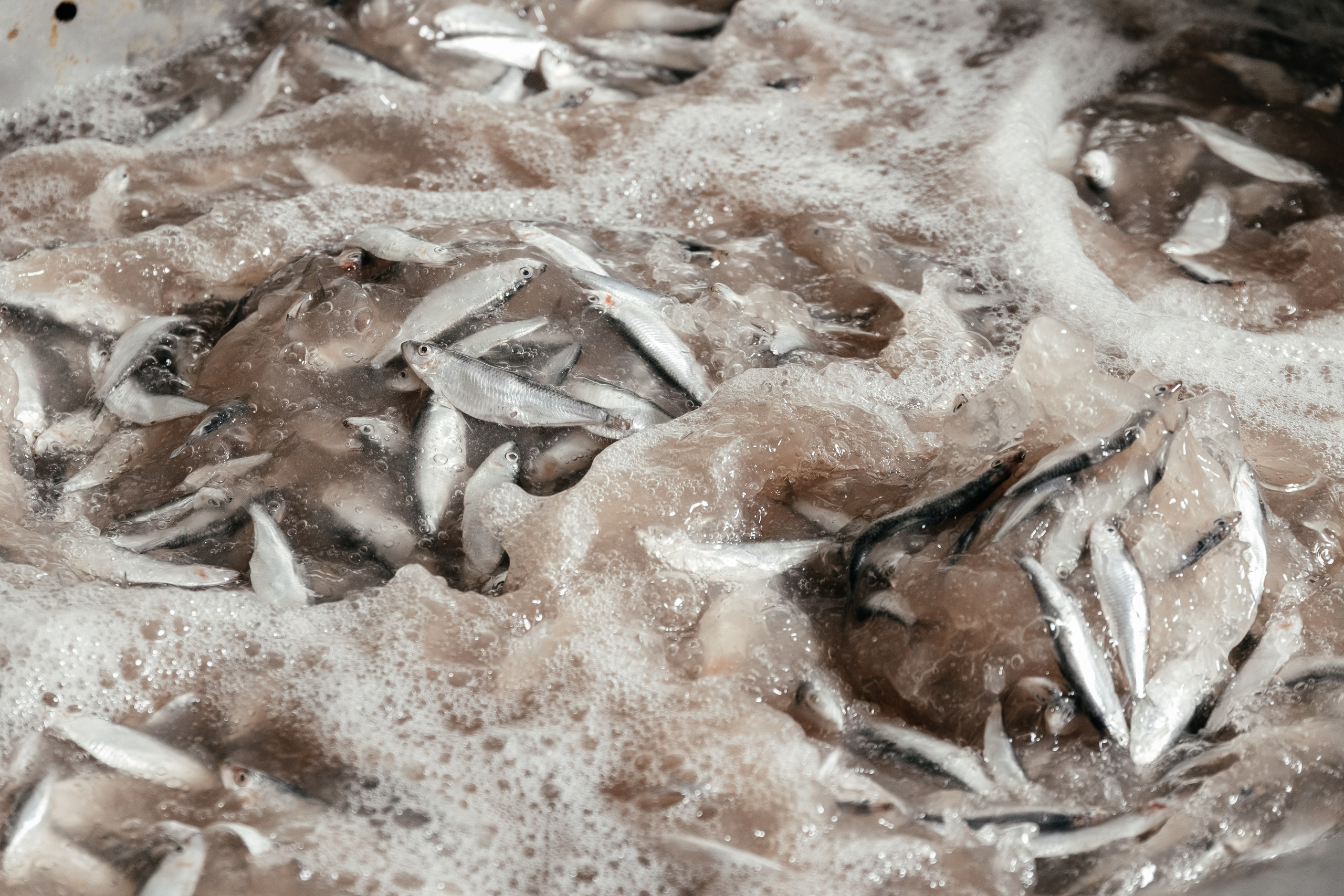 Консервный Завод. Фотограф Ставрополь Петр Голубенко