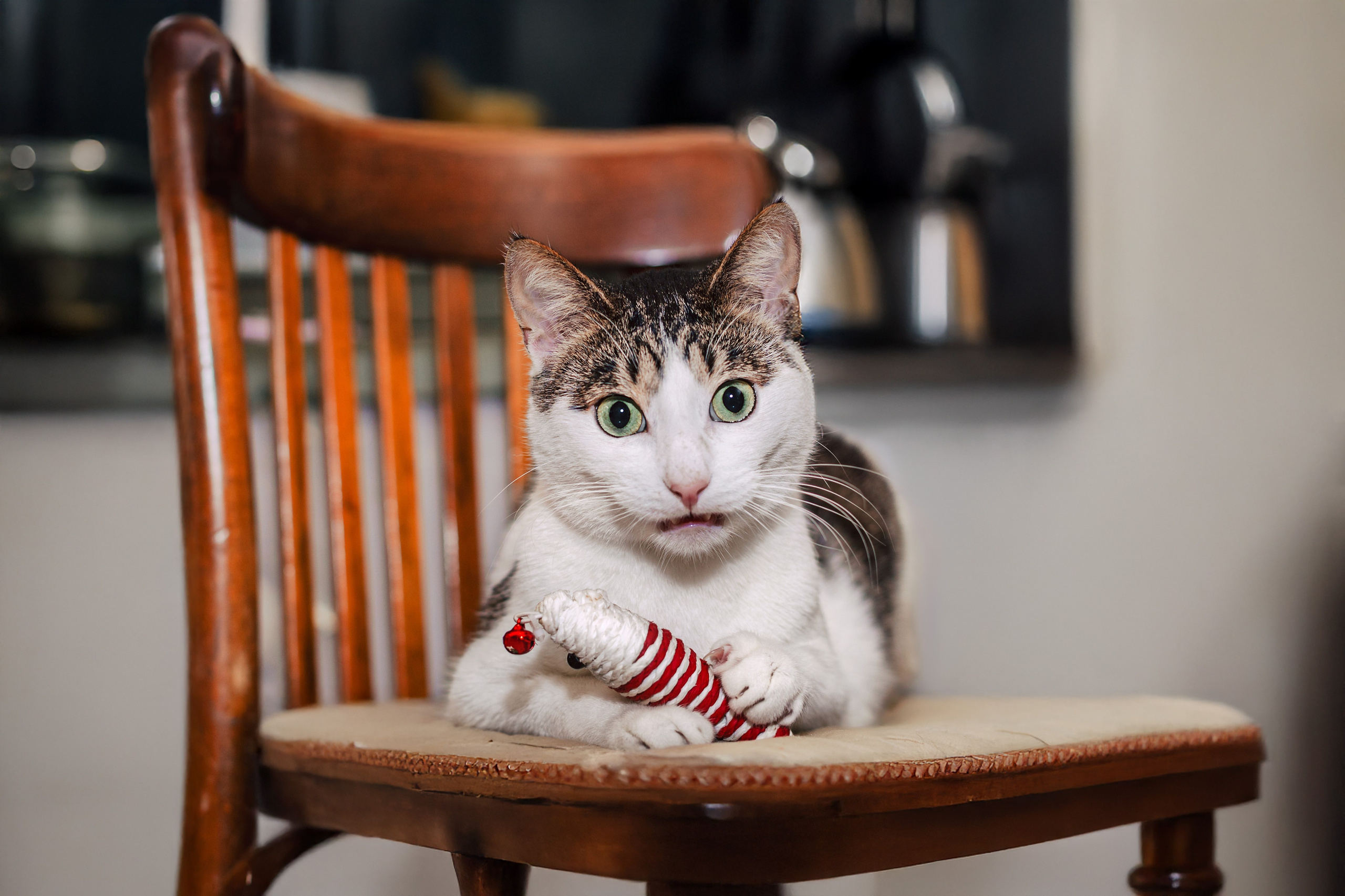 Кошки в поиске дома 2025. Фотограф-анималист Татьяна Степанова