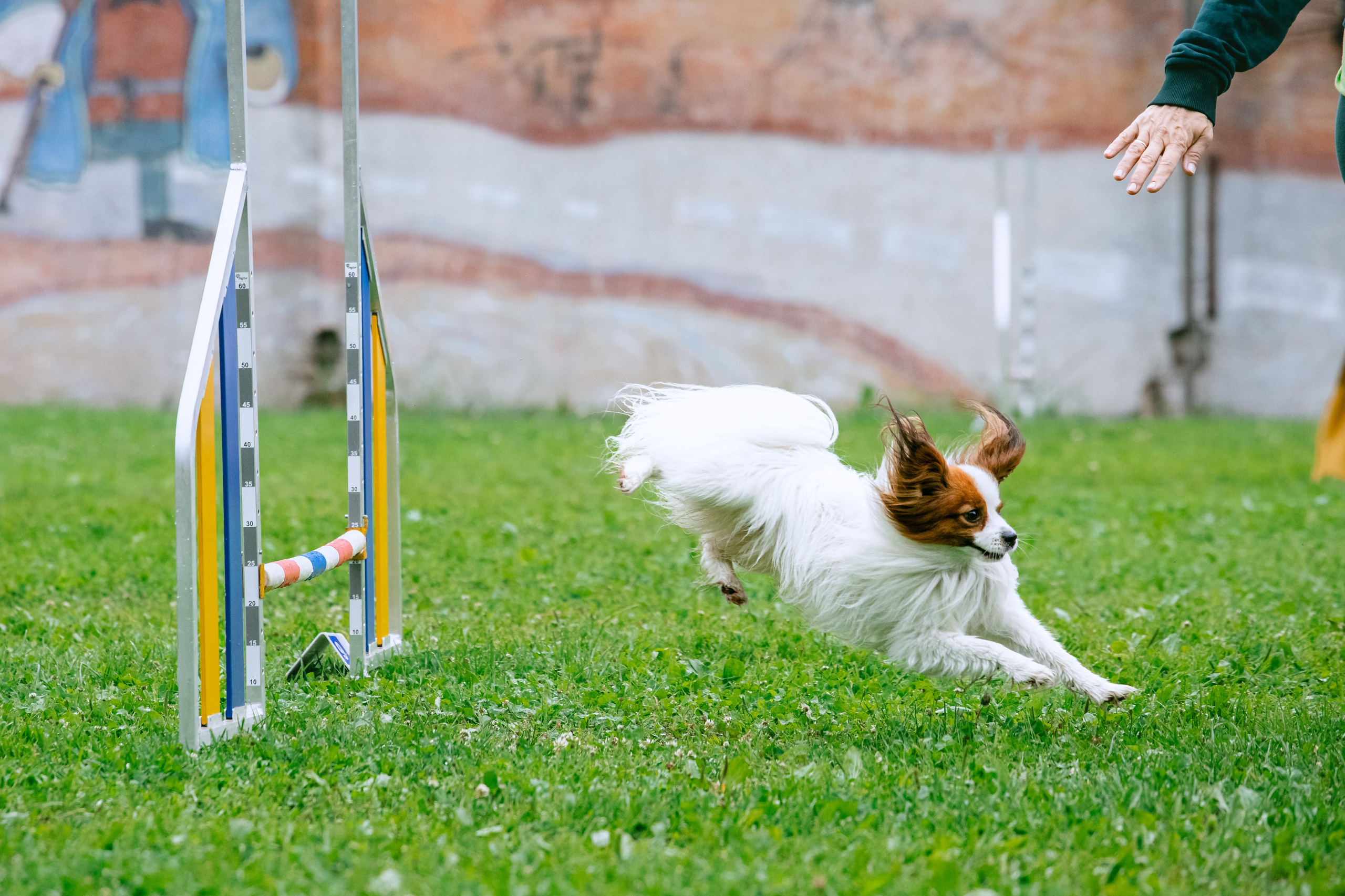 Соревнования по аджилити Долгопрудный 30.06.2025. Фотограф-анималист Татьяна Степанова