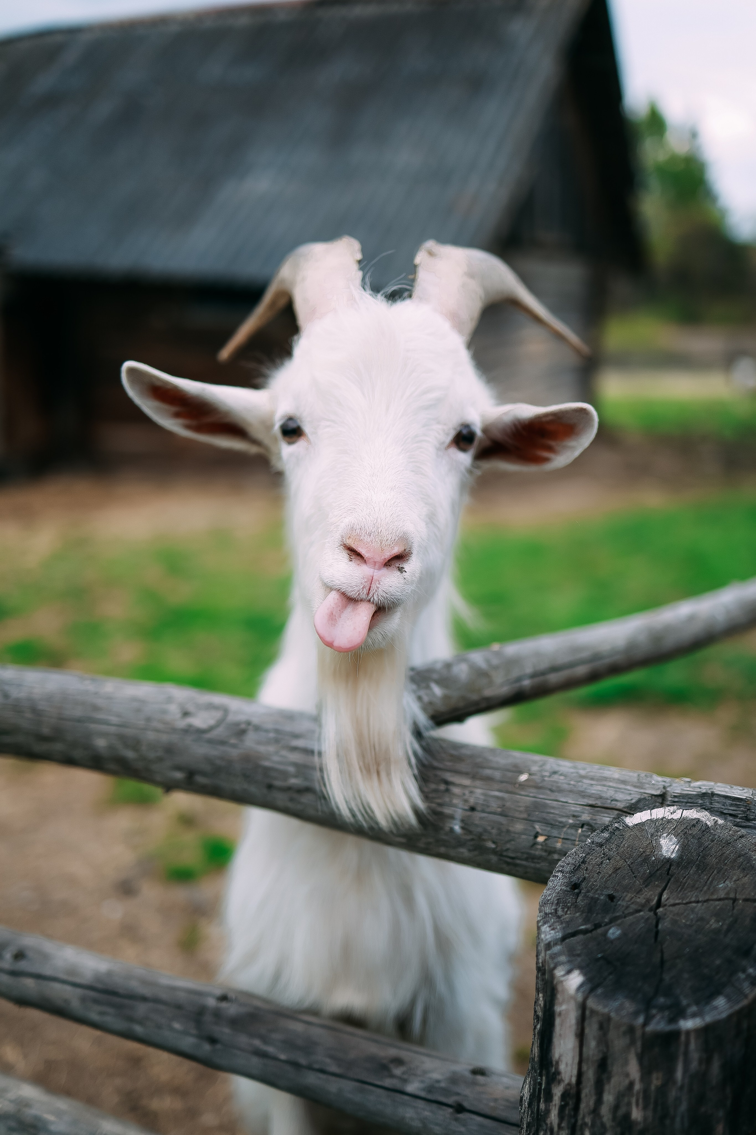 Белые Луга. Детский и семейный фотограф Малых Ольга г. Салехард