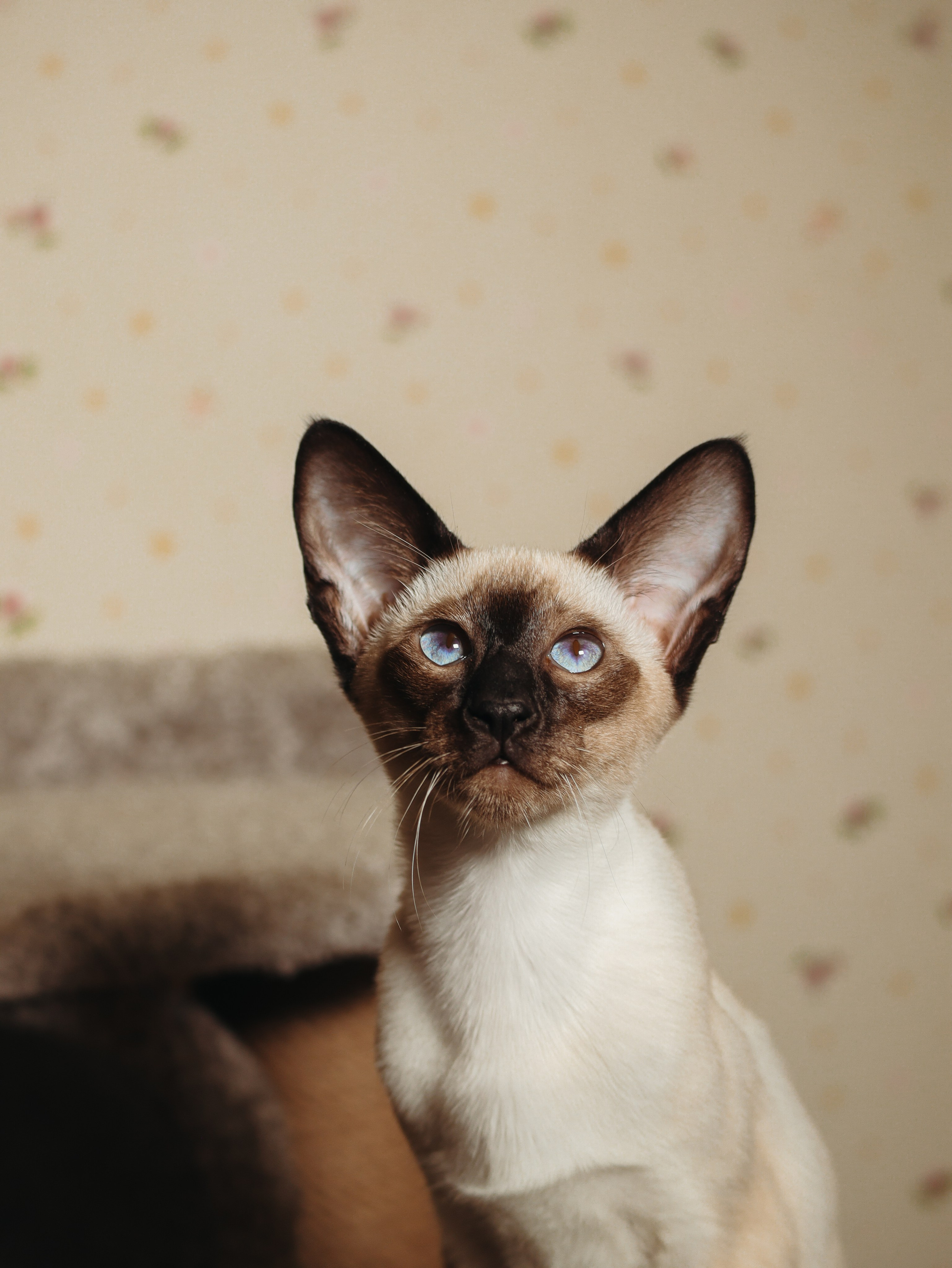 Питомцы. Кинематографичный фотограф, видеограф Лина Плешакова, Санкт-Петербург