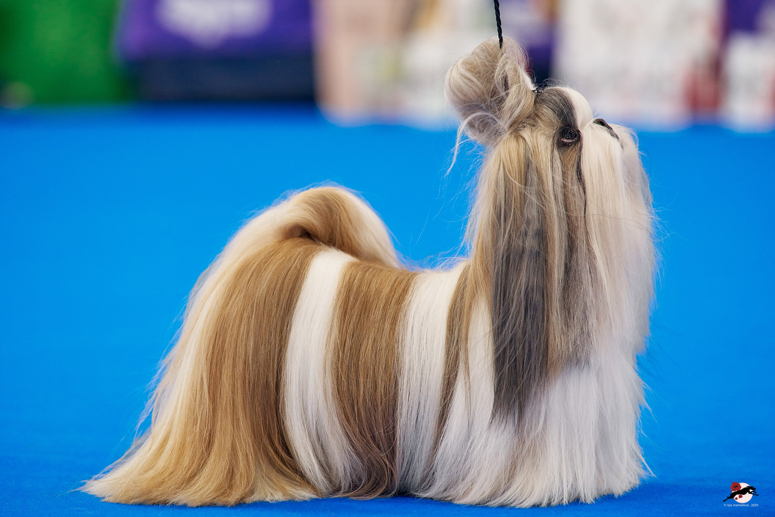 27.04.2025 | "Петербург-Элита 2025" & «КУБОК «ЭЛИТЫ»-2025»