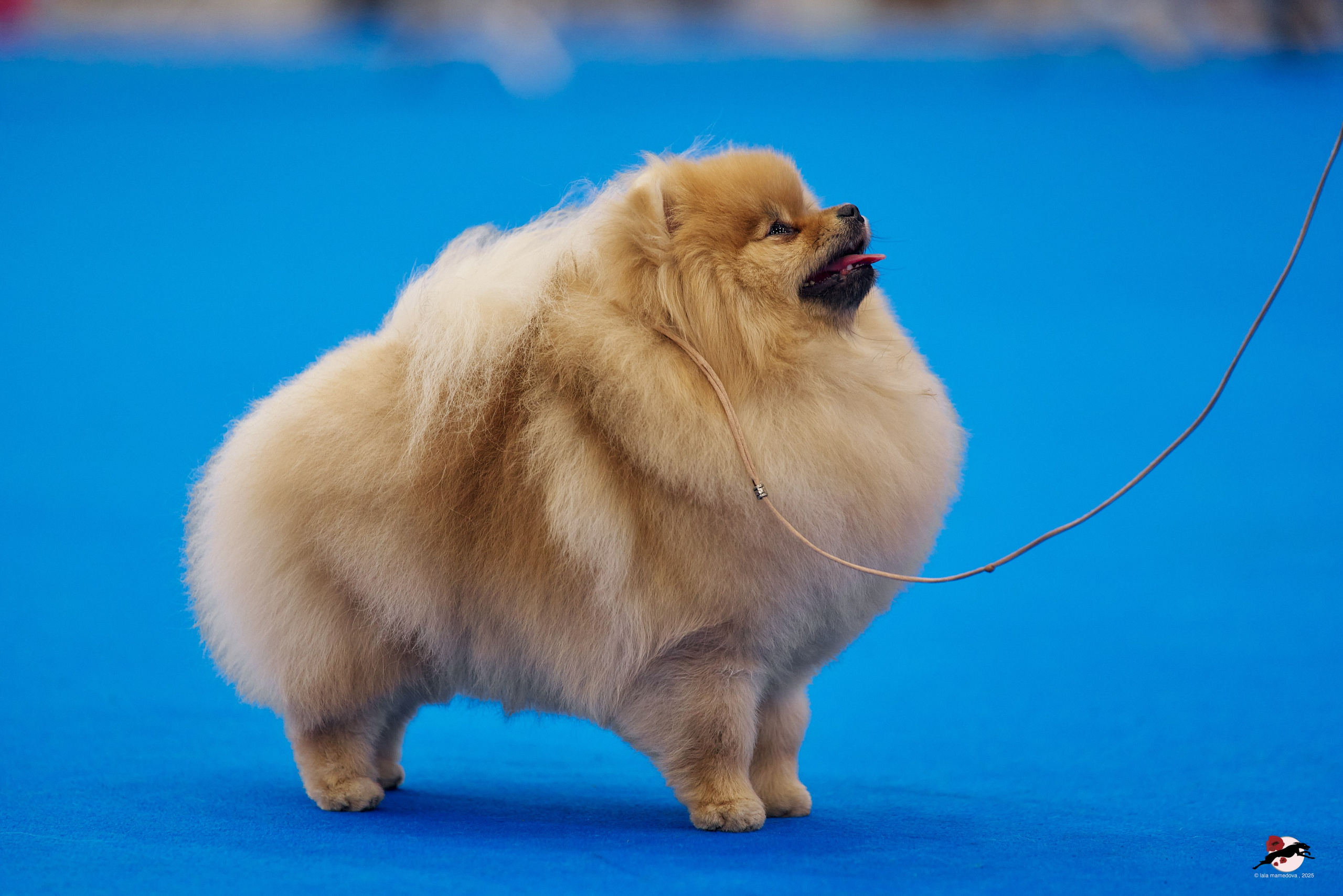 27.04.2025 | "Петербург-Элита 2025" & «КУБОК «ЭЛИТЫ»-2025»